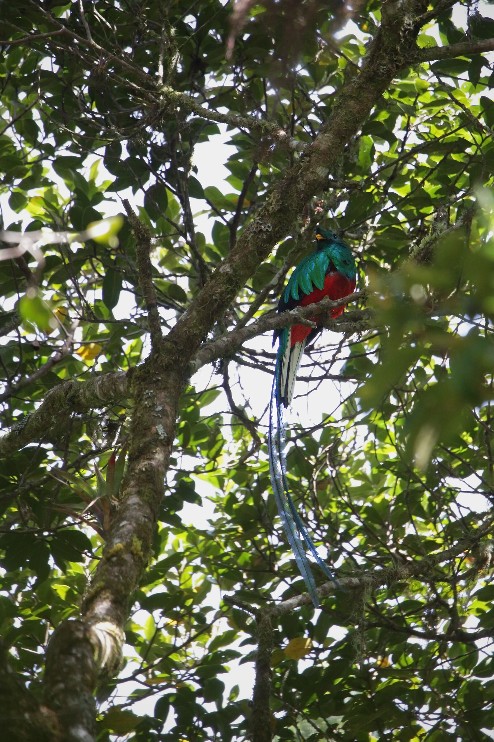 Resplendent Quetzal