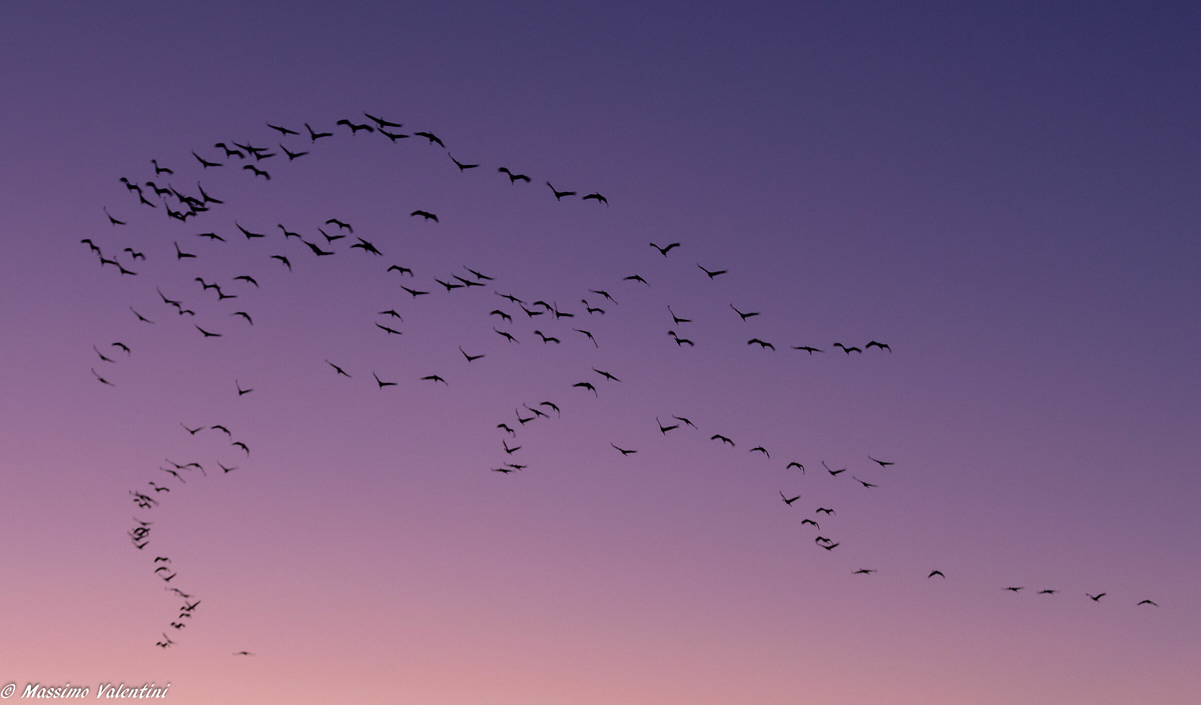 Sunset and flamingos - 2020