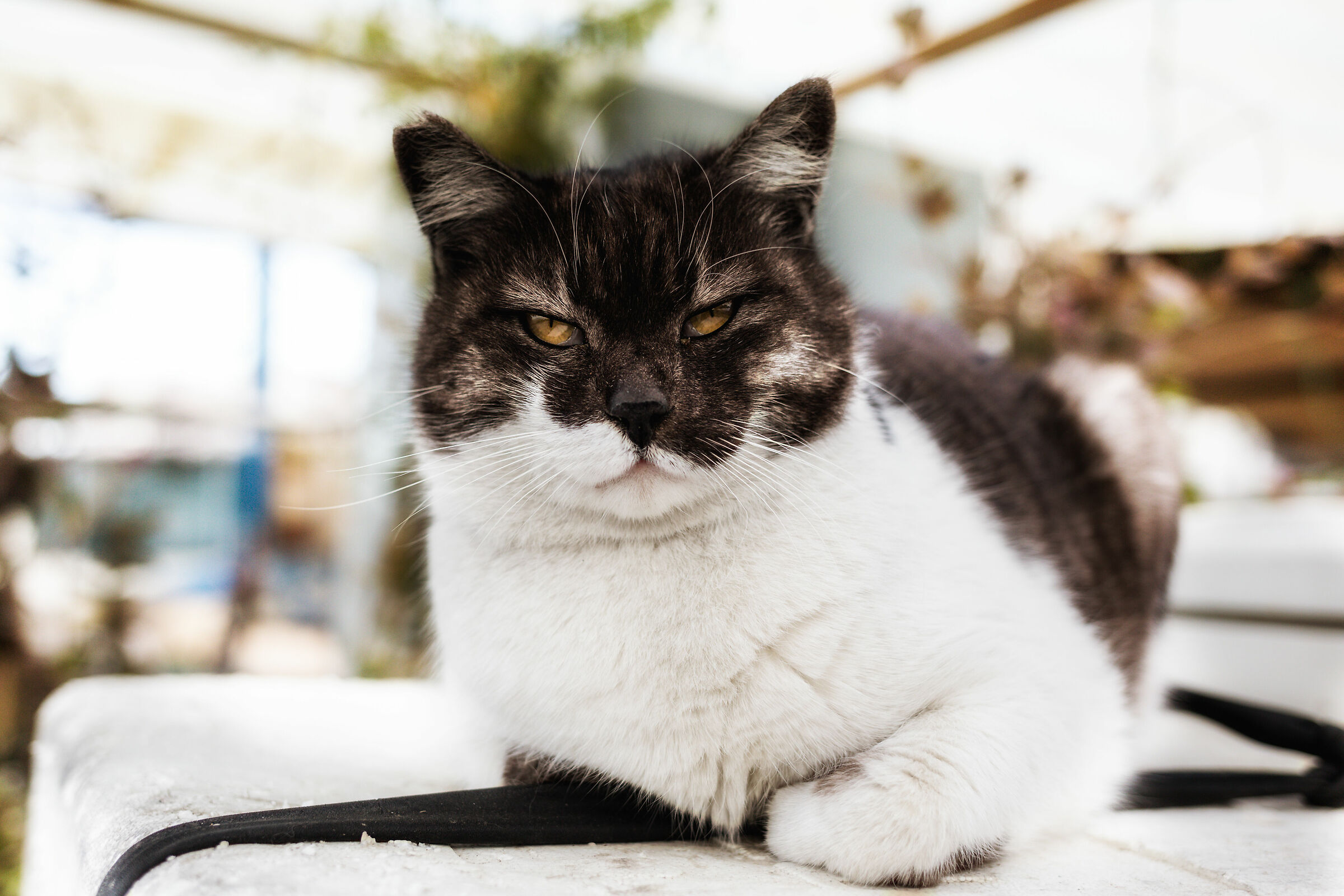 Just three seconds to clawing