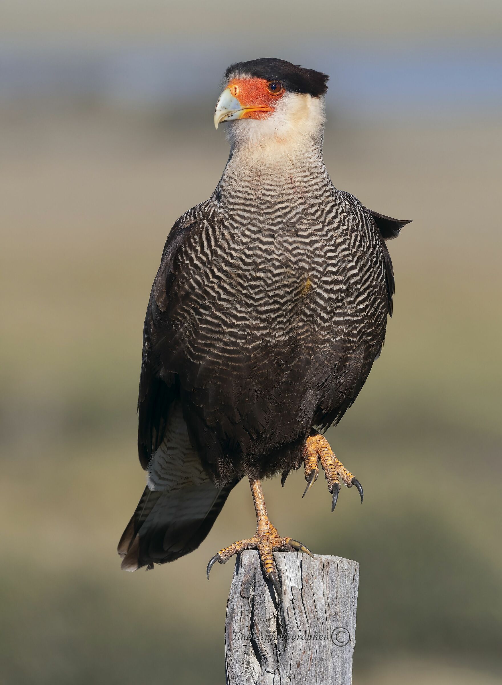 Caracara (Caracara plancus)