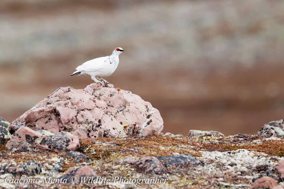 White Partridge