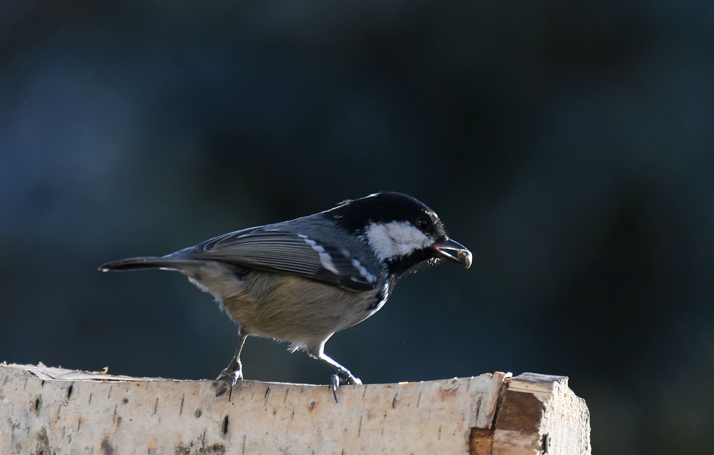 cincia mora a Padova