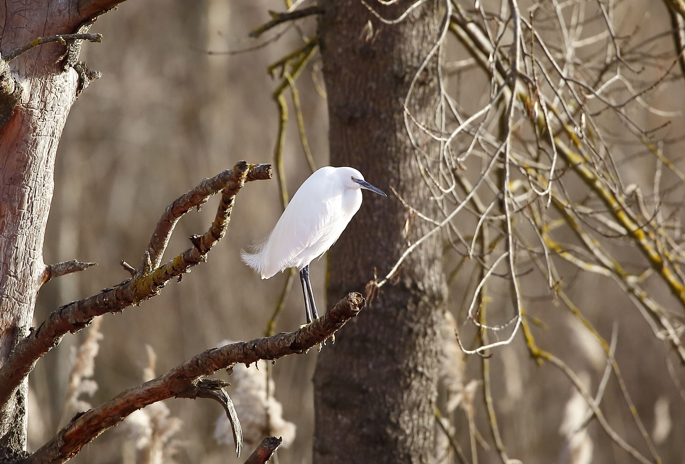 little white heron