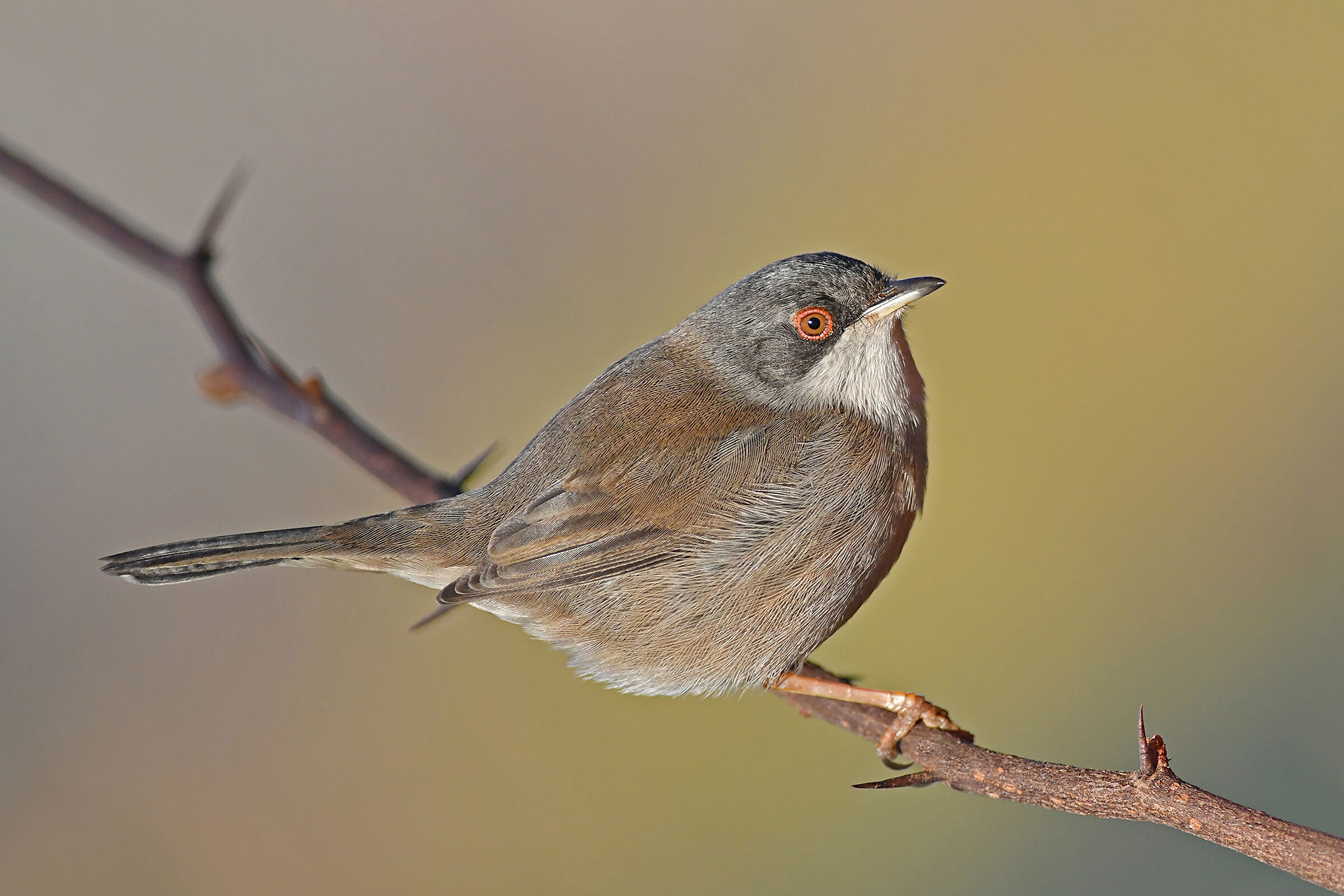 Feather Stories (Eyed F.)