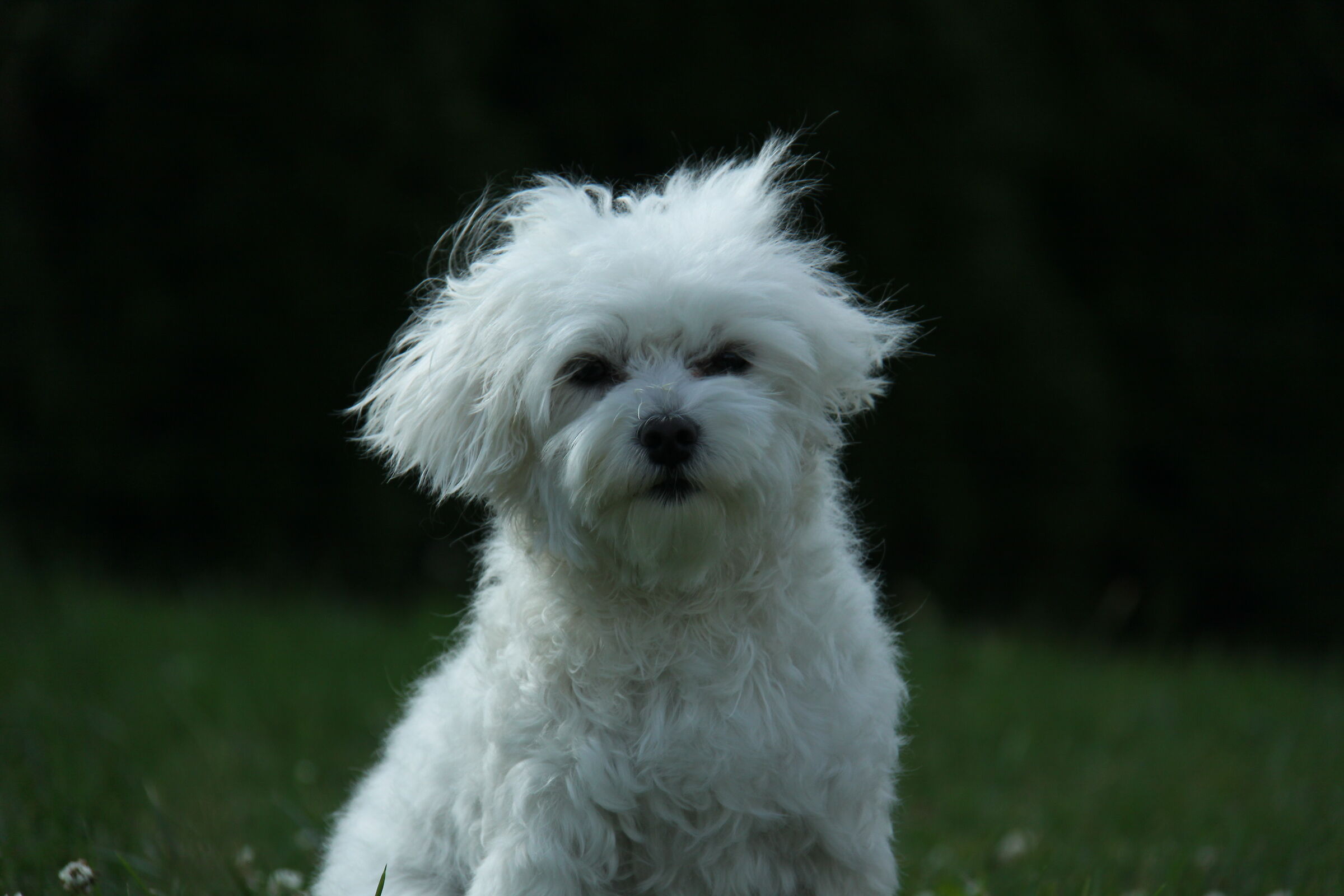 cucciola