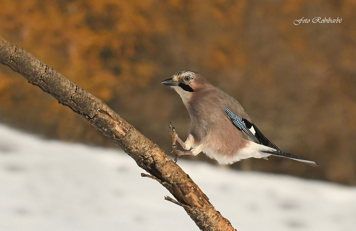 Jay... coming soon...