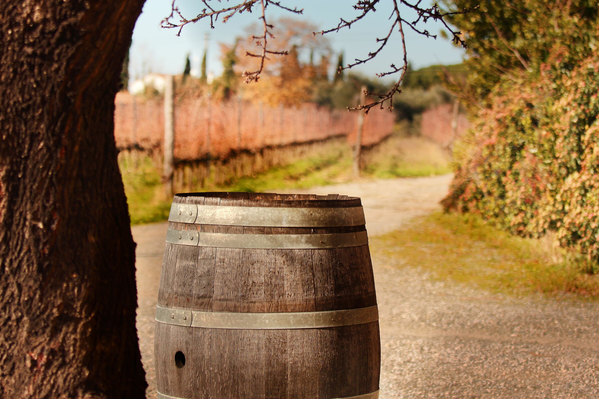 Bolgheri, nella terra del vino