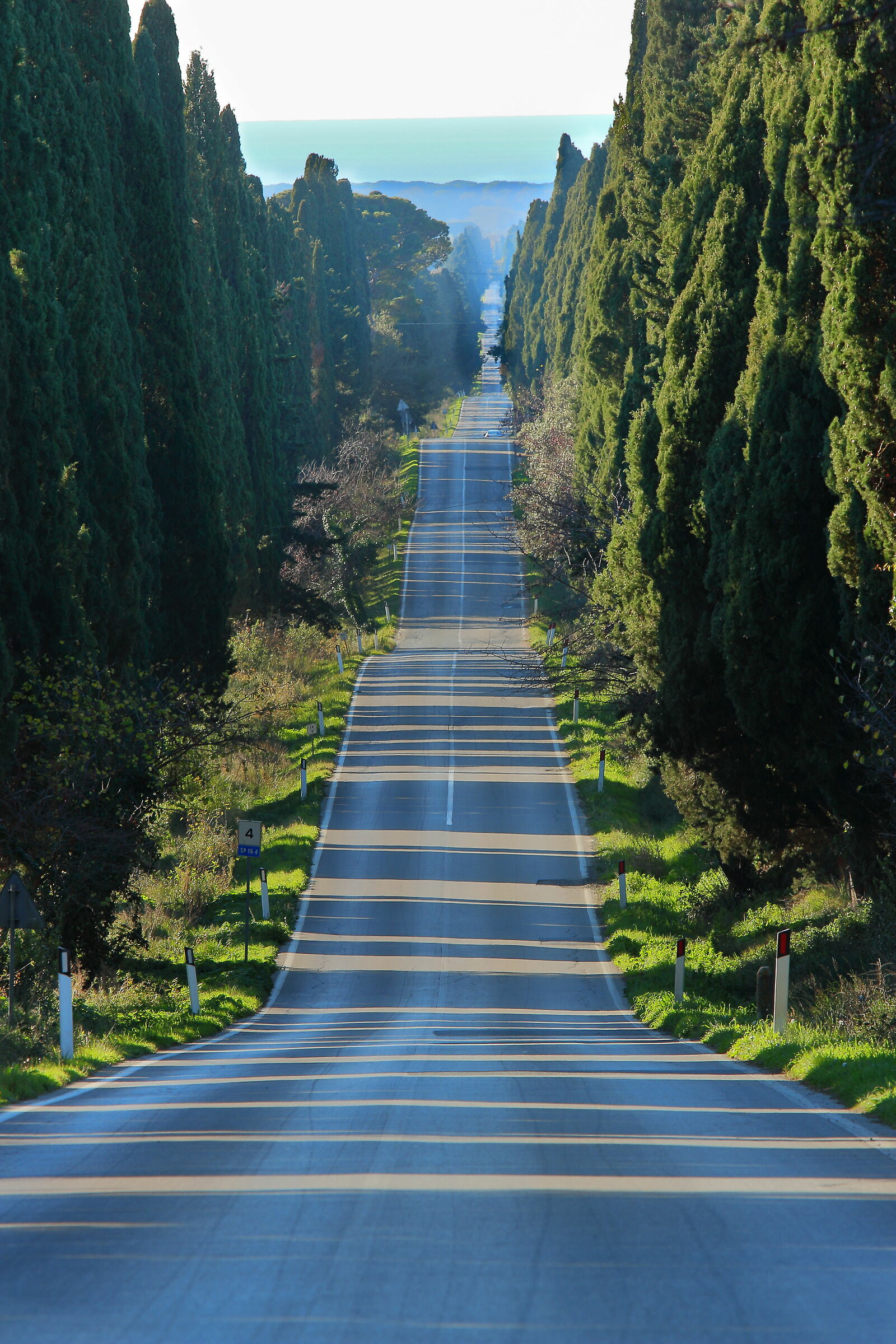 Bolgheri, Cypress Avenue