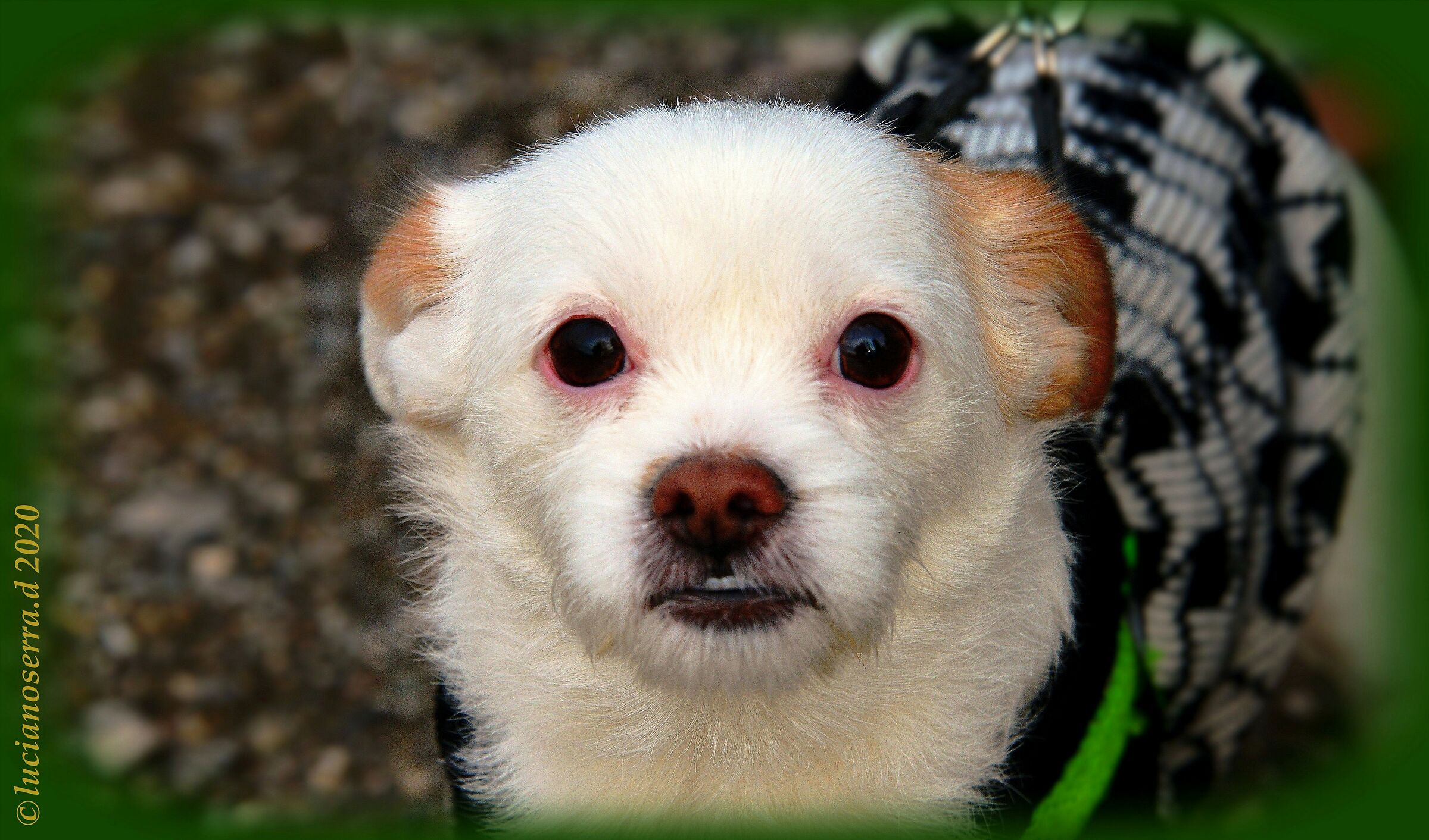 Il simpatico piccoletto...