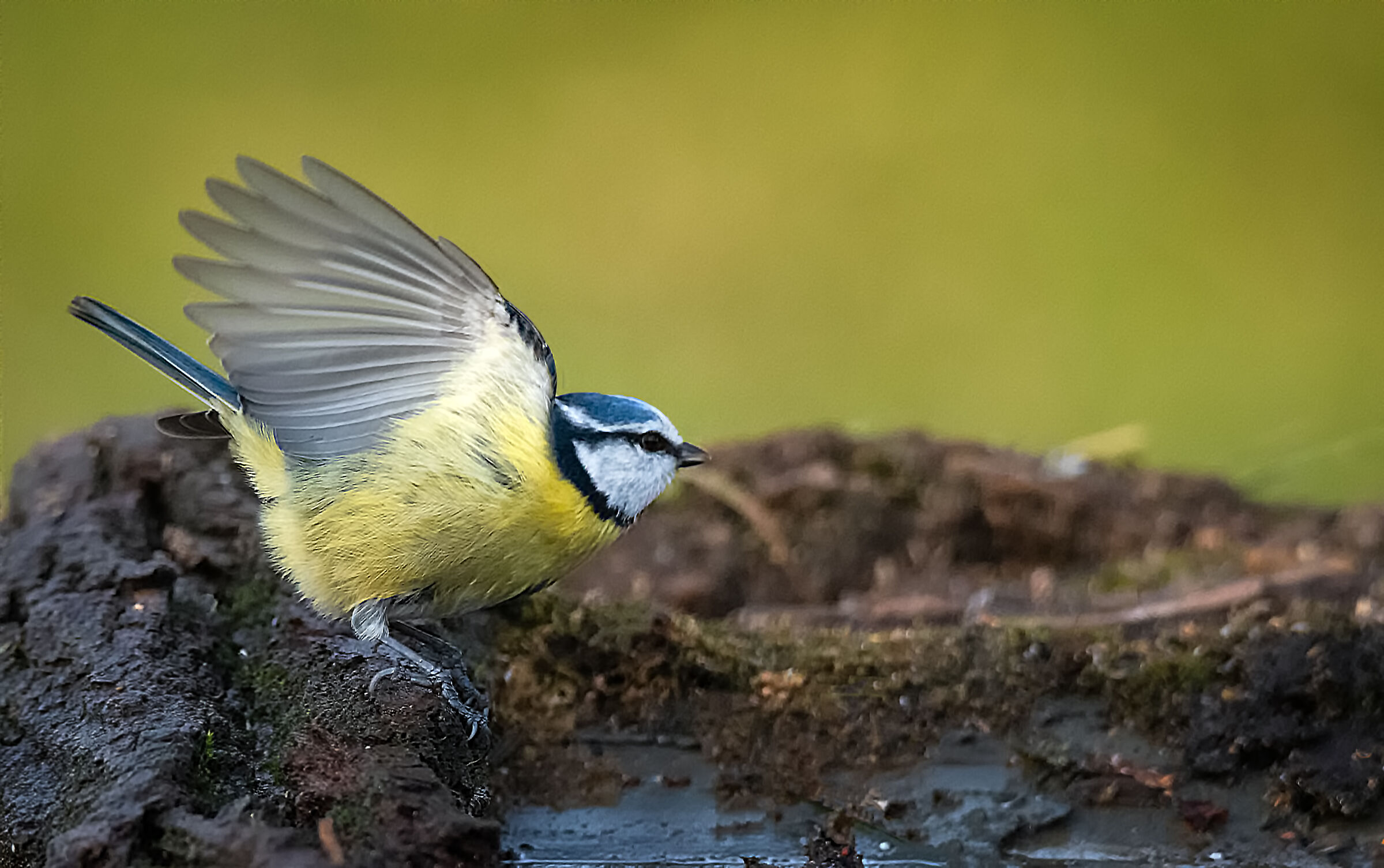 #capannodicora Cinciarella