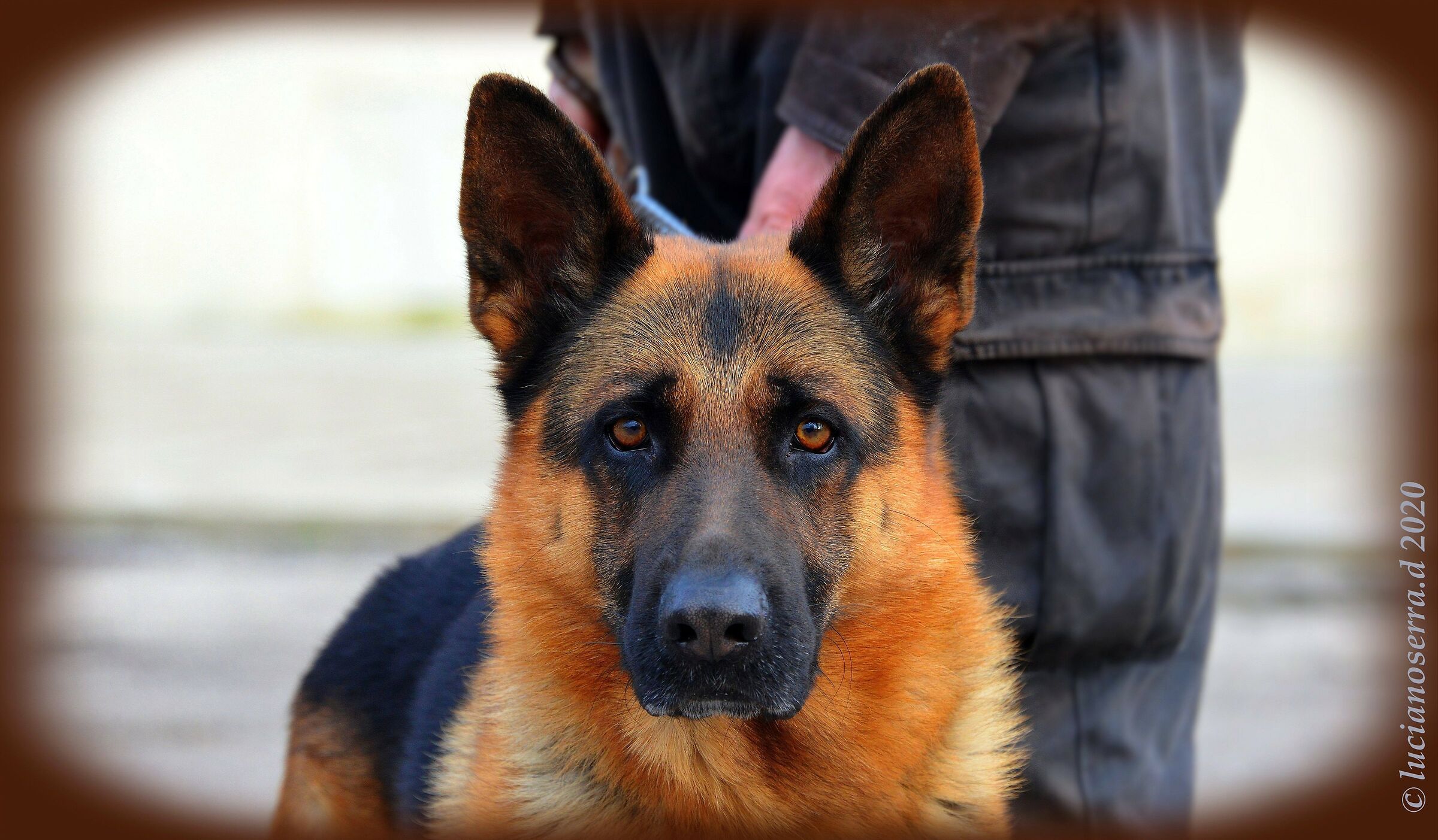 Il cagnolone... curioso...