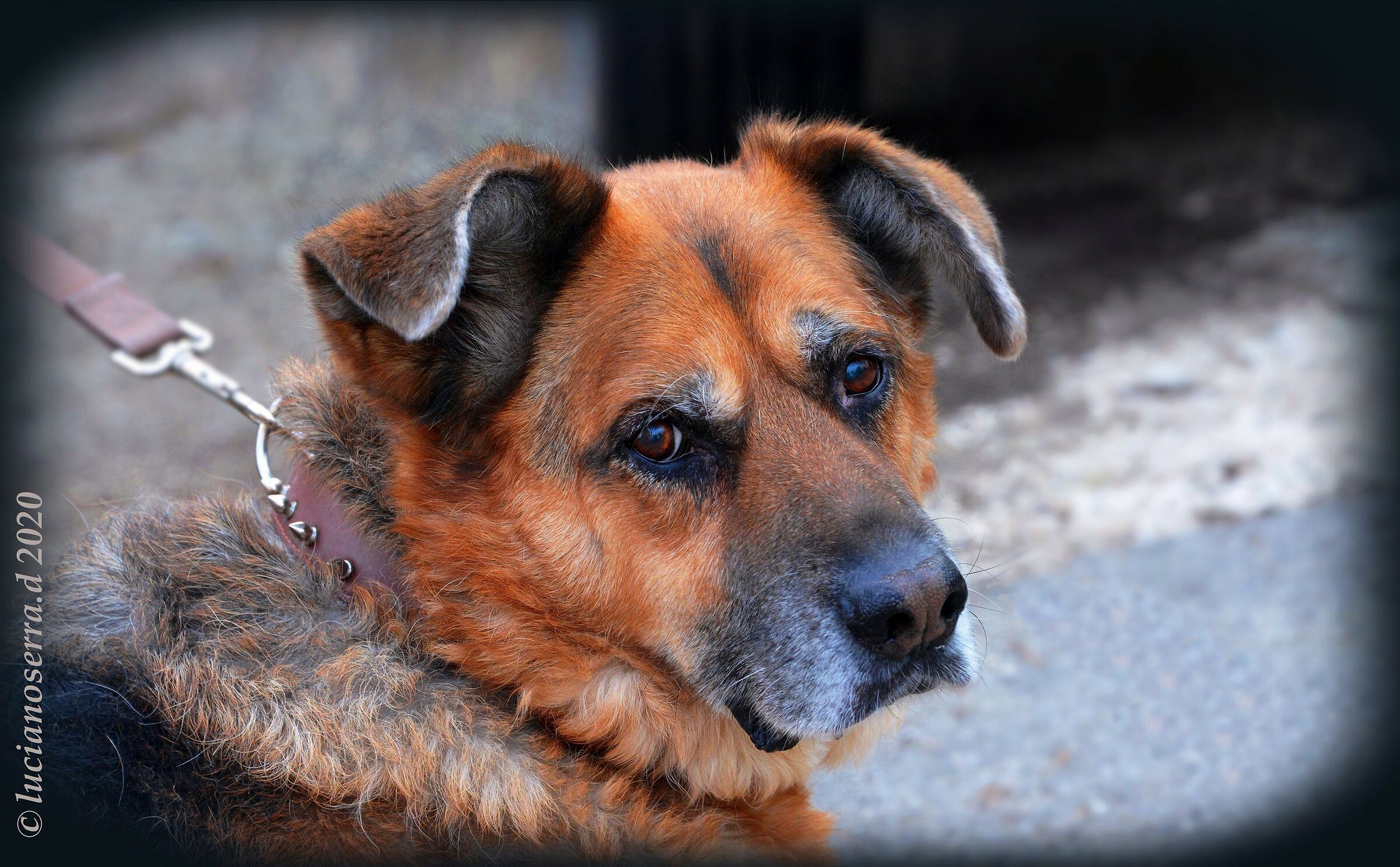 Rocky... il cagnone... che fu compagno di Adolfo...