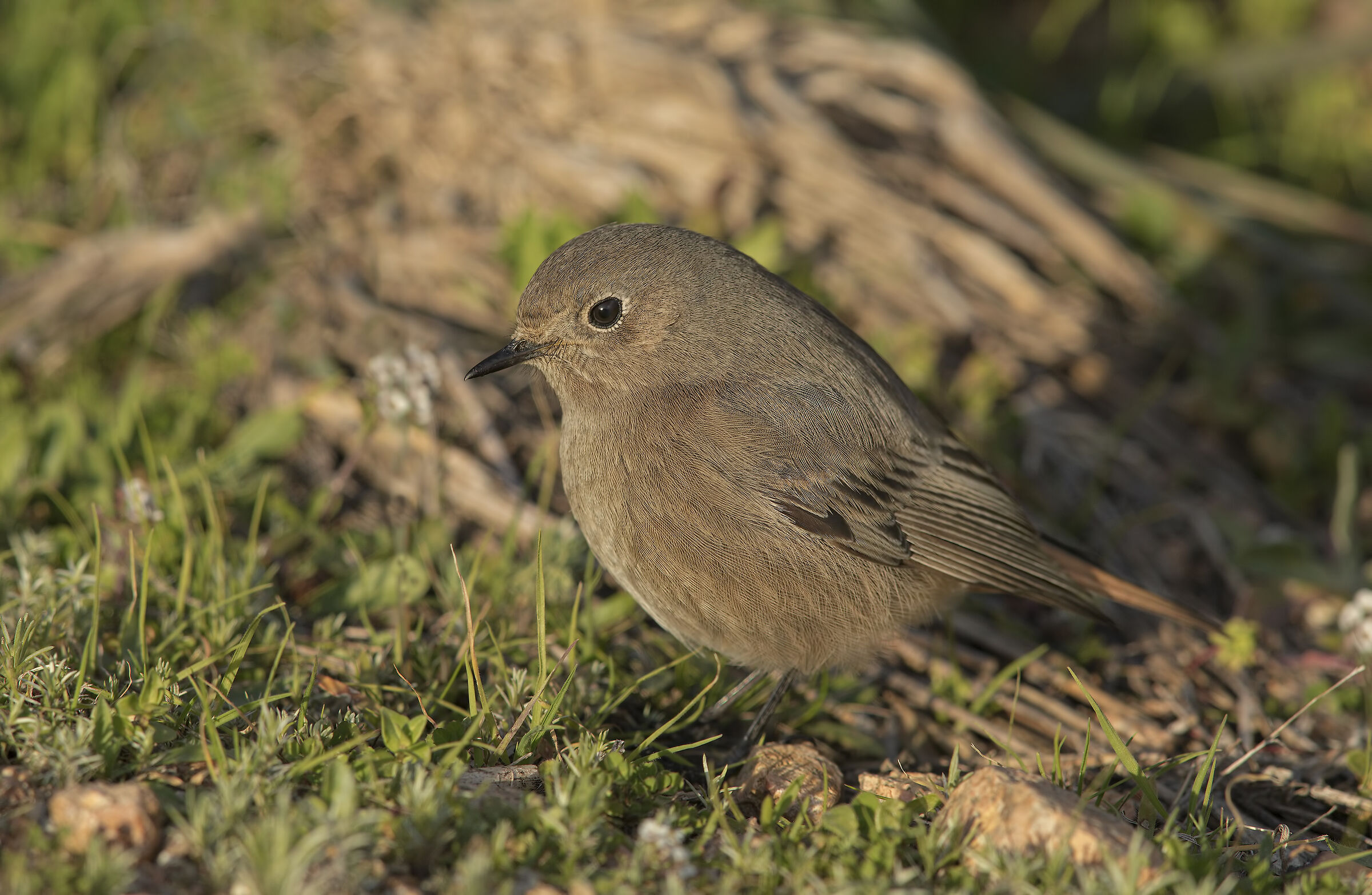 chimney-sweep (phoenicurus ochruros)
