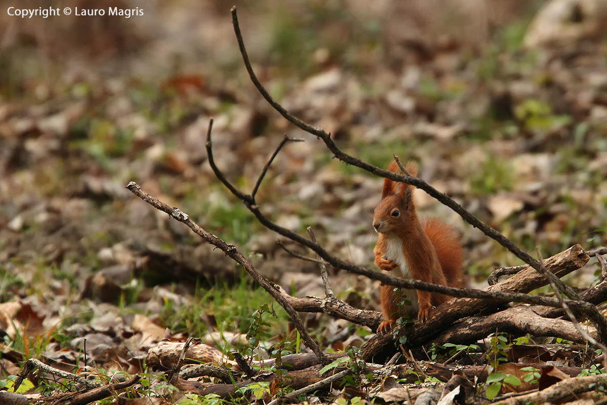 Mea culpa, mea maxima culpa