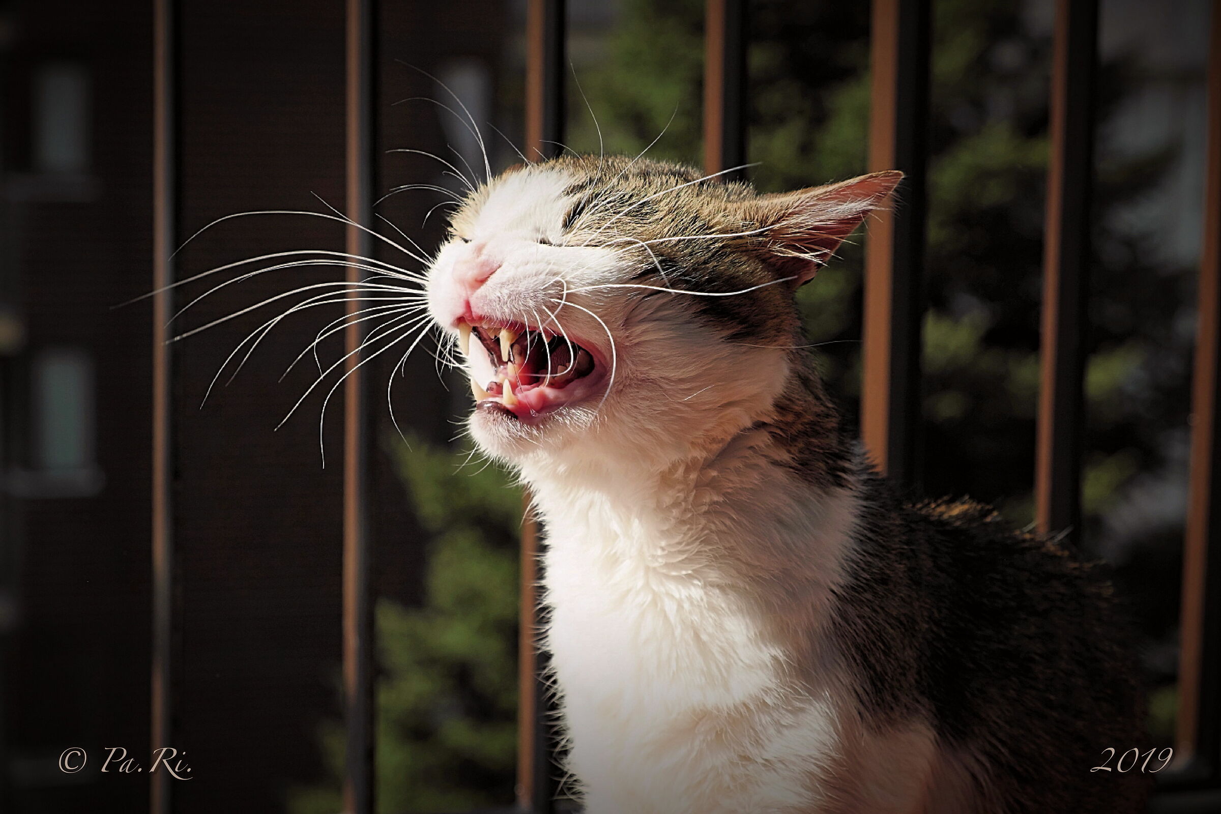 Che sonnolenza oggi.