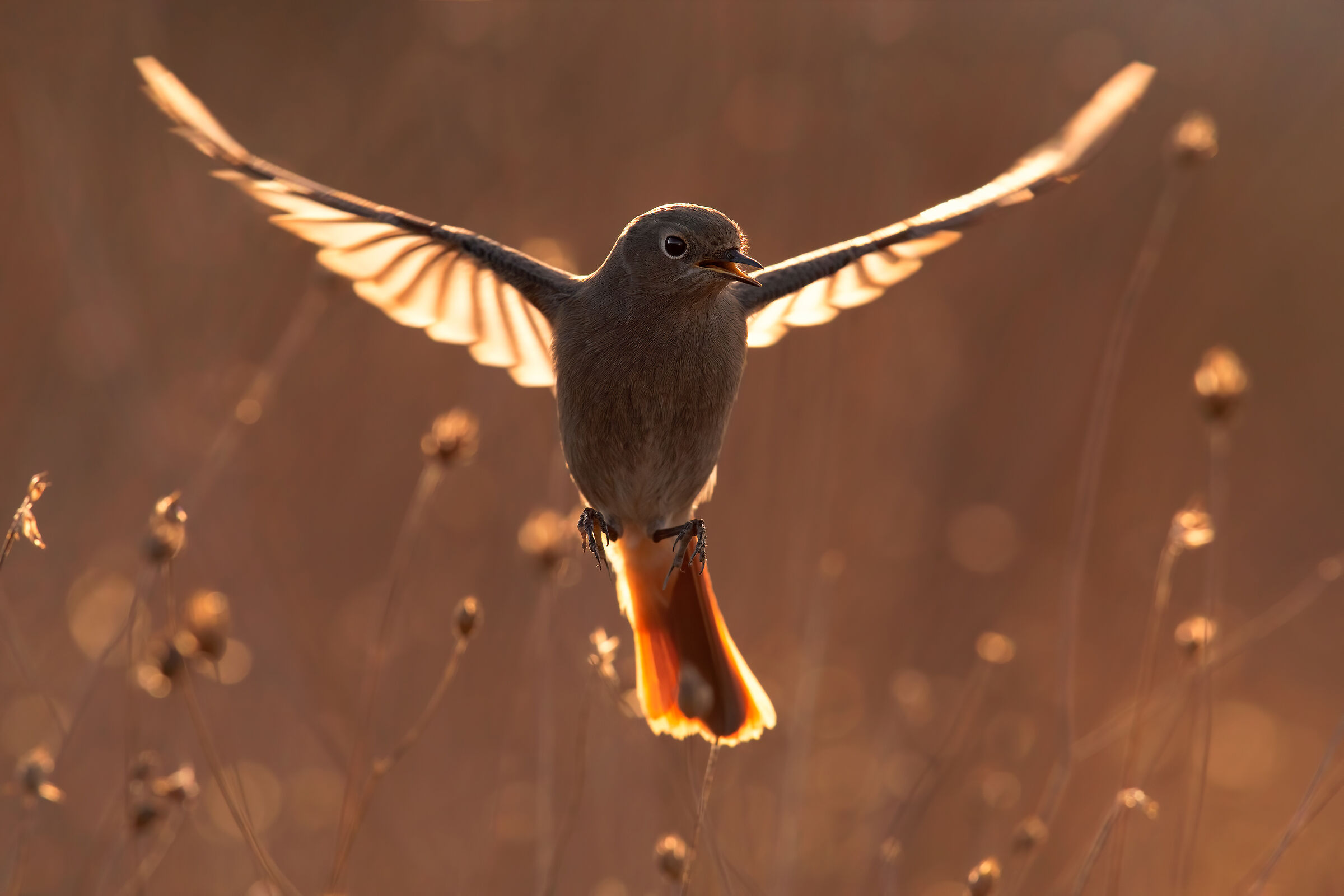 The Angel in the Backlight
