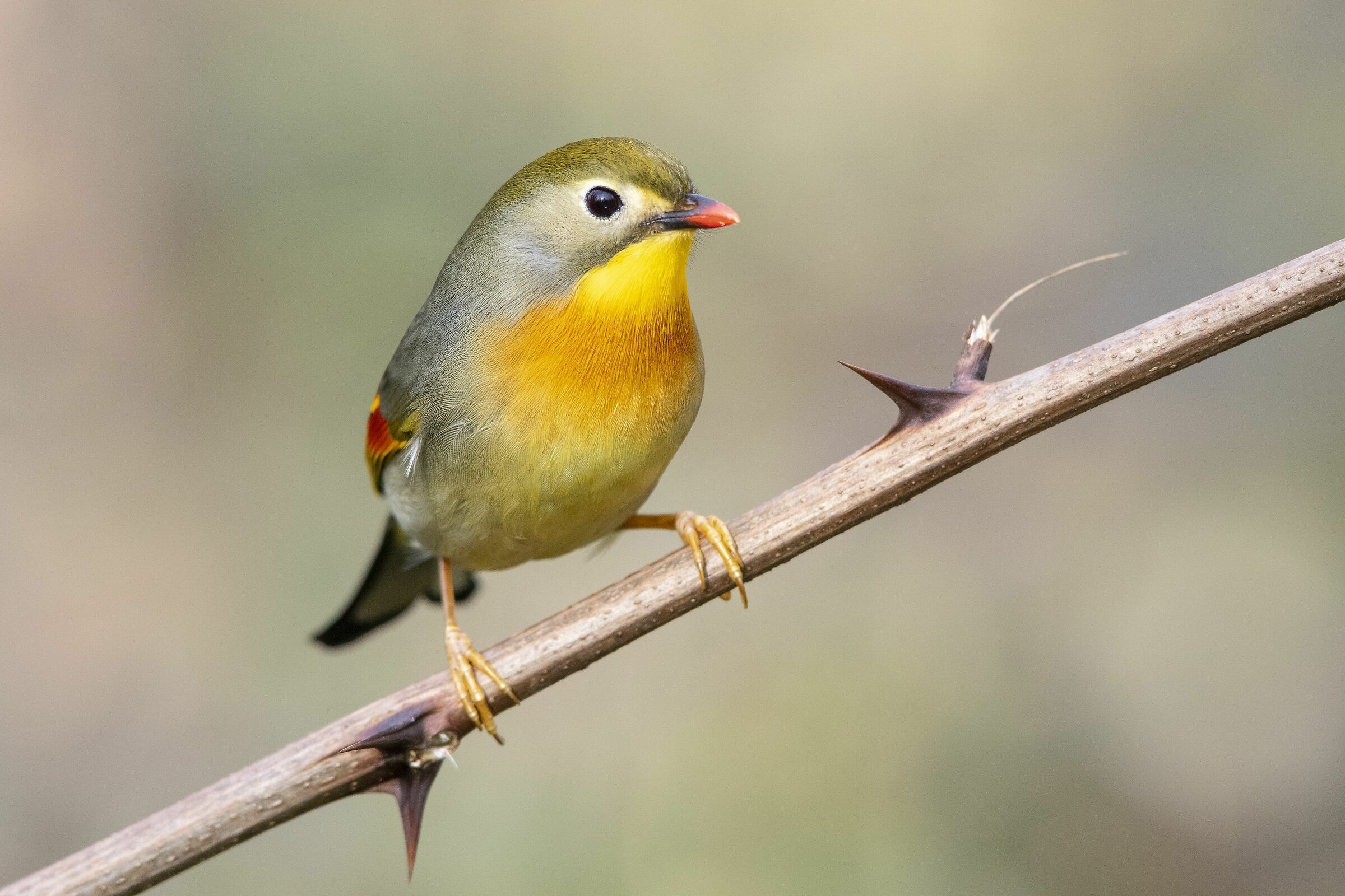 Usignolo del Giappone