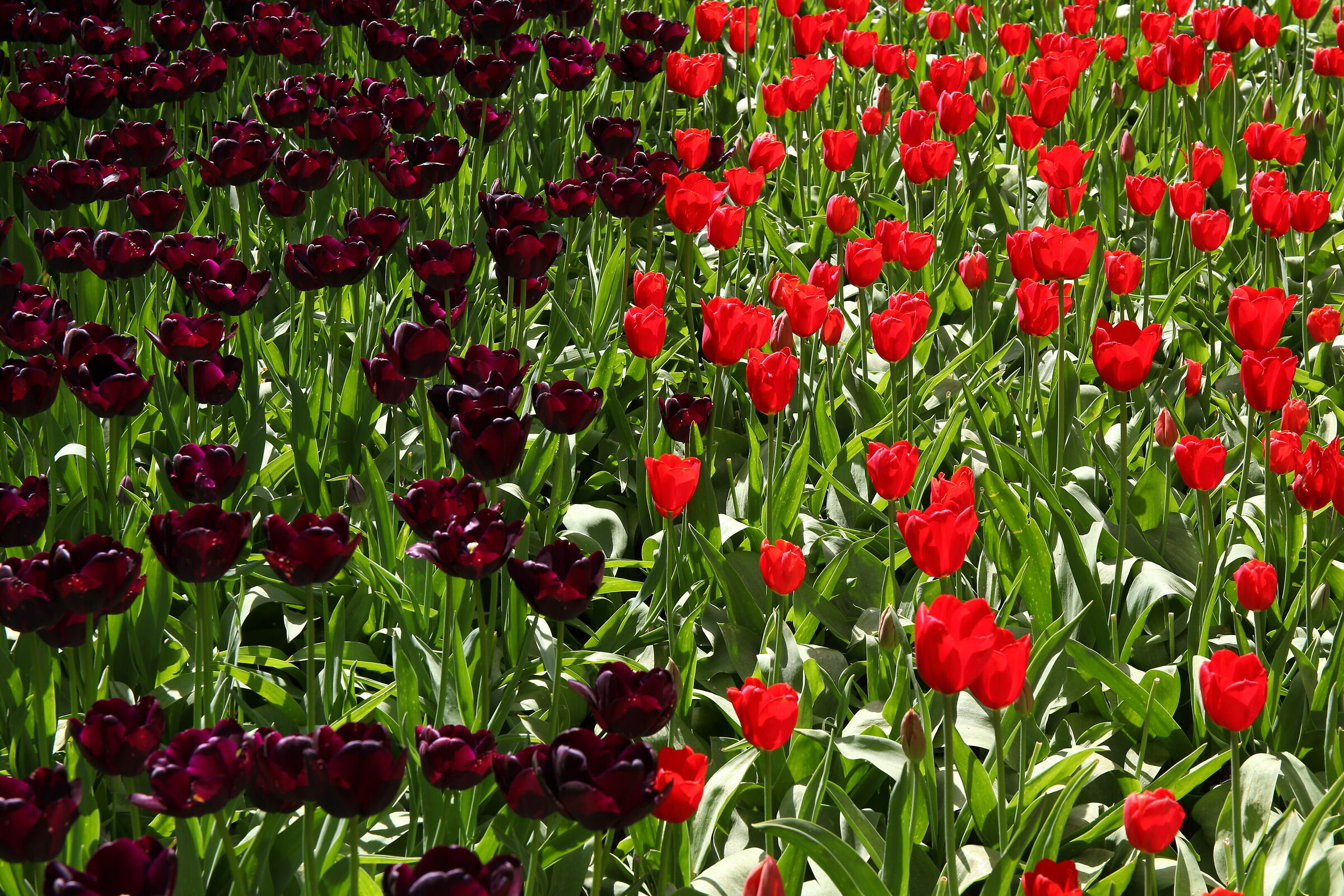 Tulips
