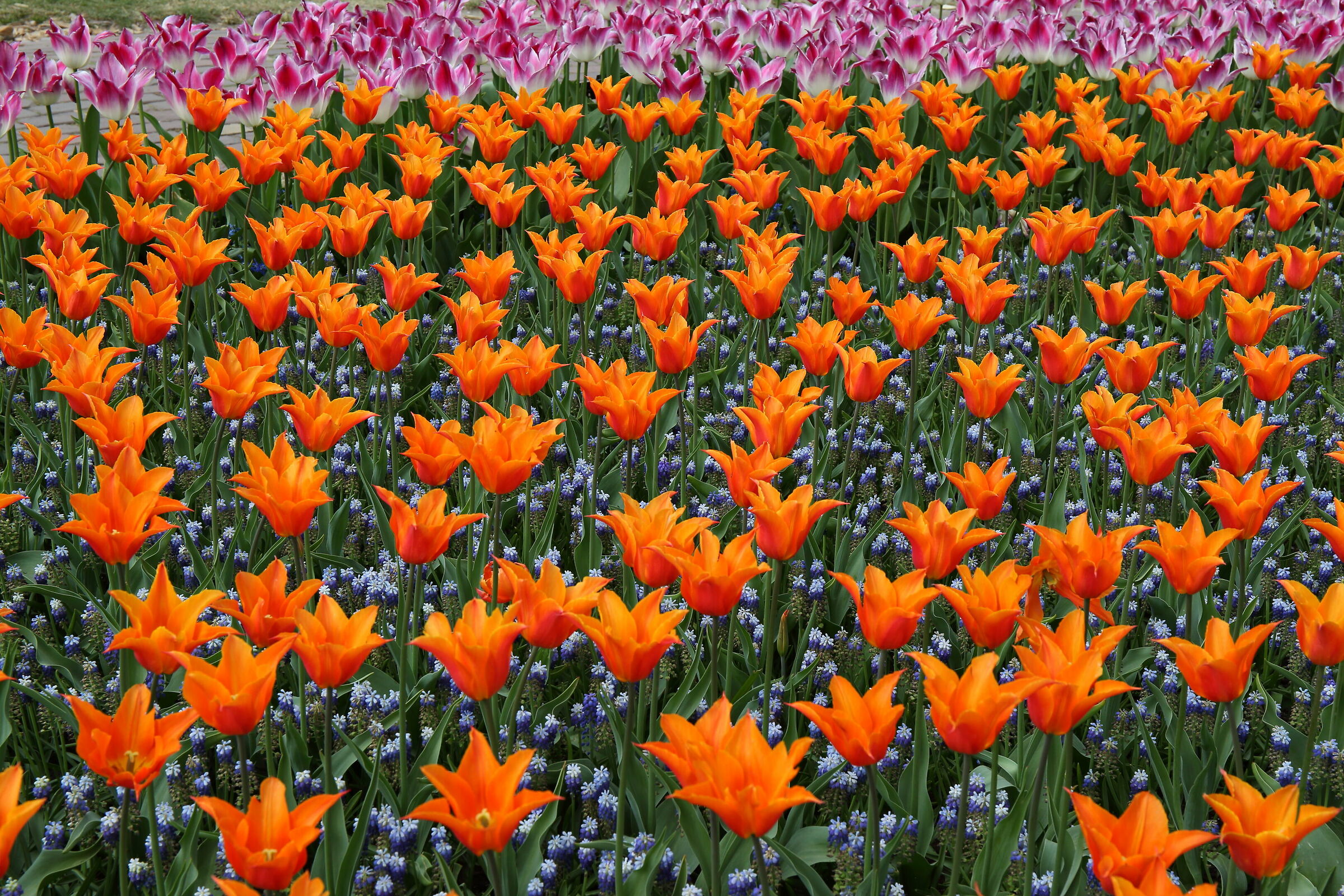 Tulipani