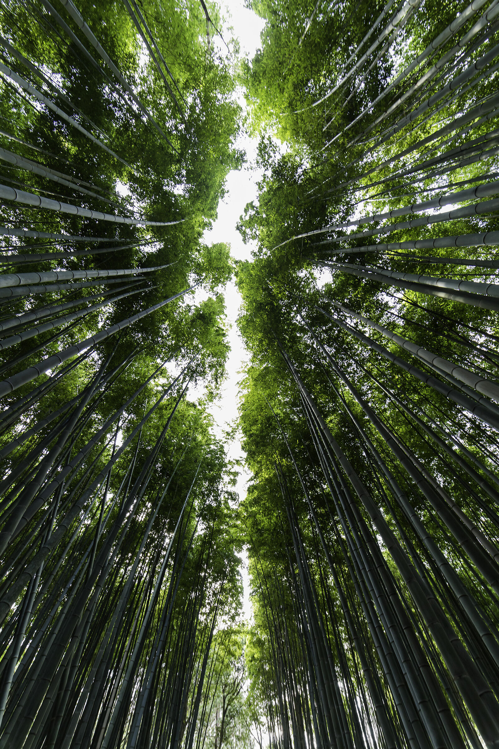Foresta di bambù di Arashiyama