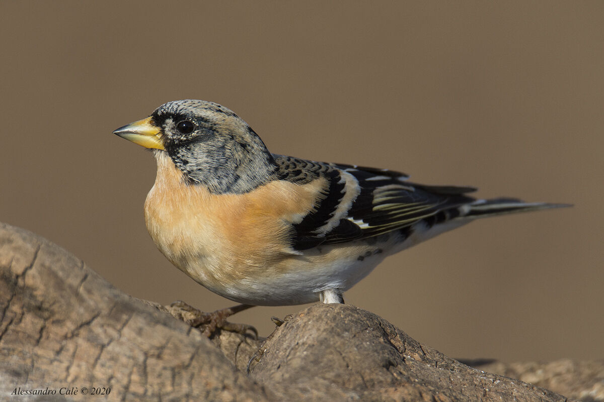 Fringilla montifringilla (Peppola) M 5107