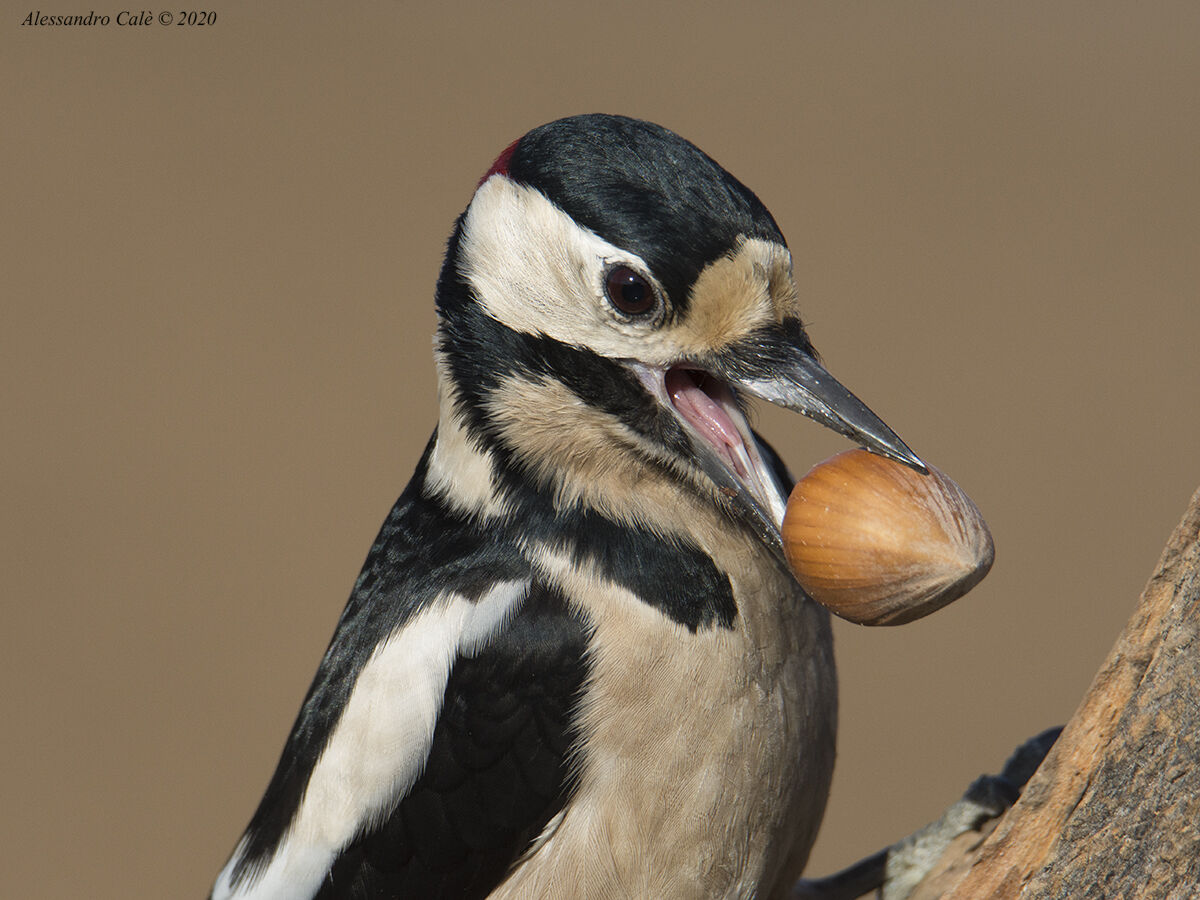 Dendrocopos major (Picchio rosso maggiore) 4992