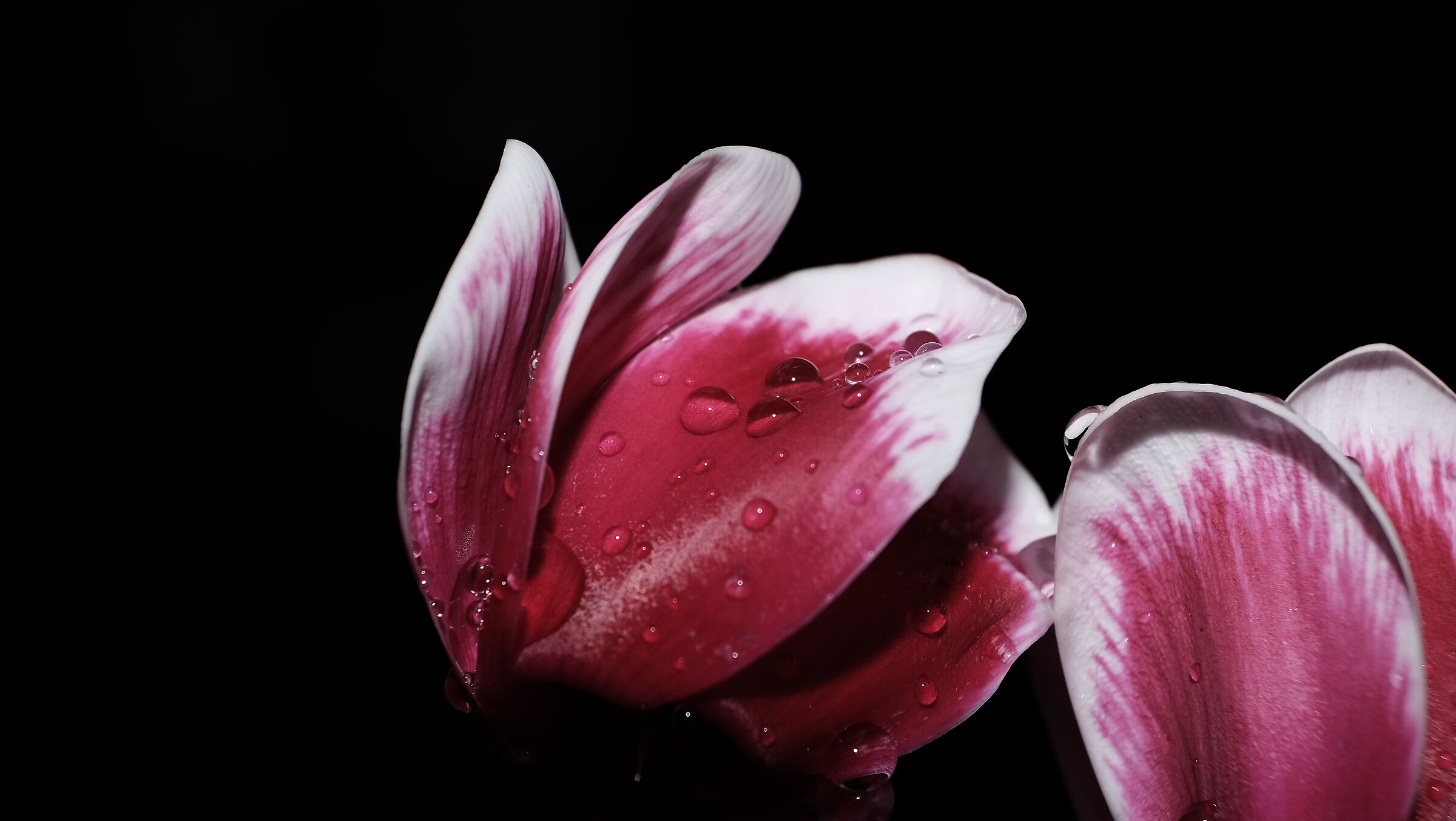 Winter Flowers