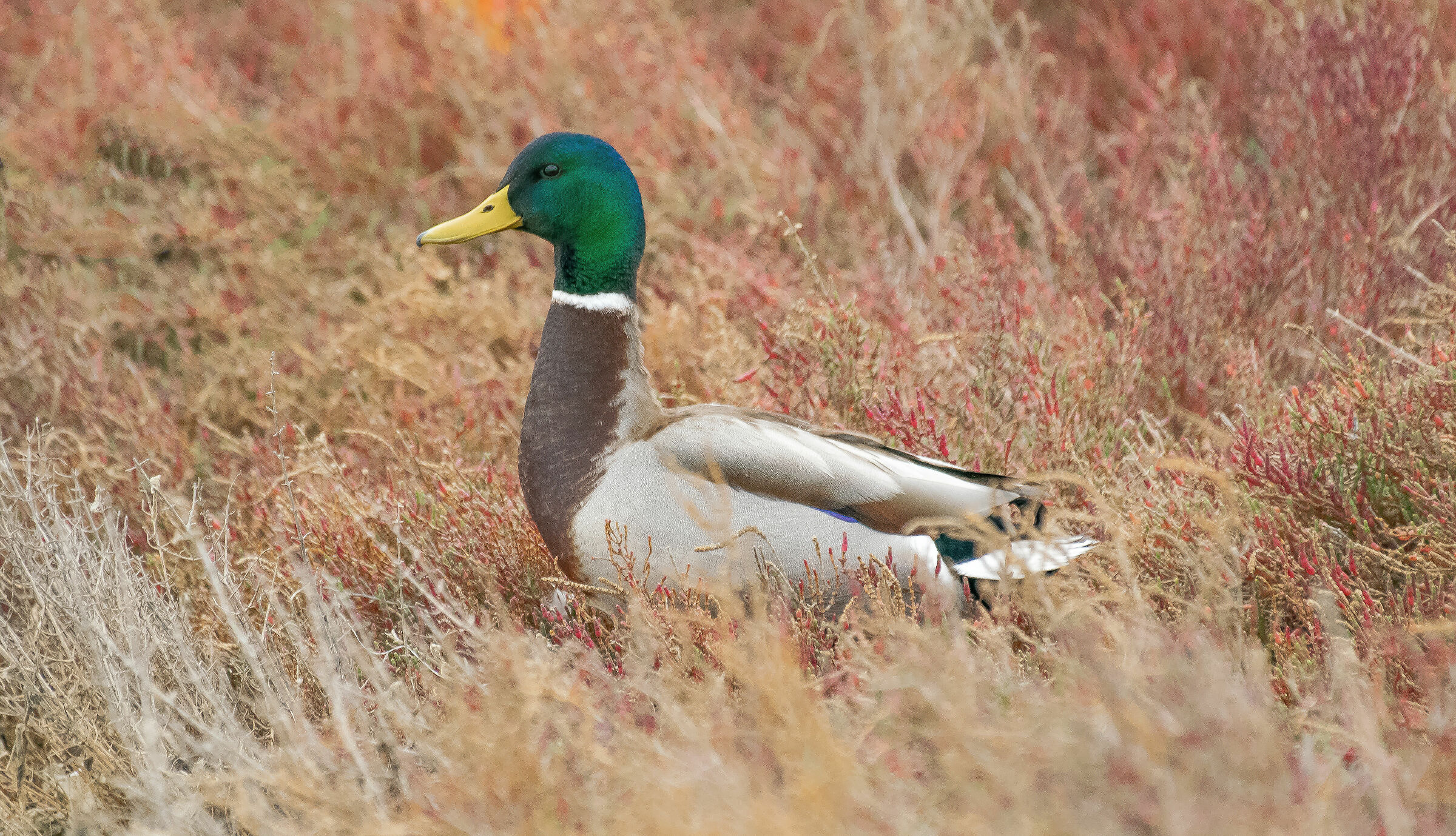 The Royal German (Anas platyrhynchos Linnaeus, 1758) M