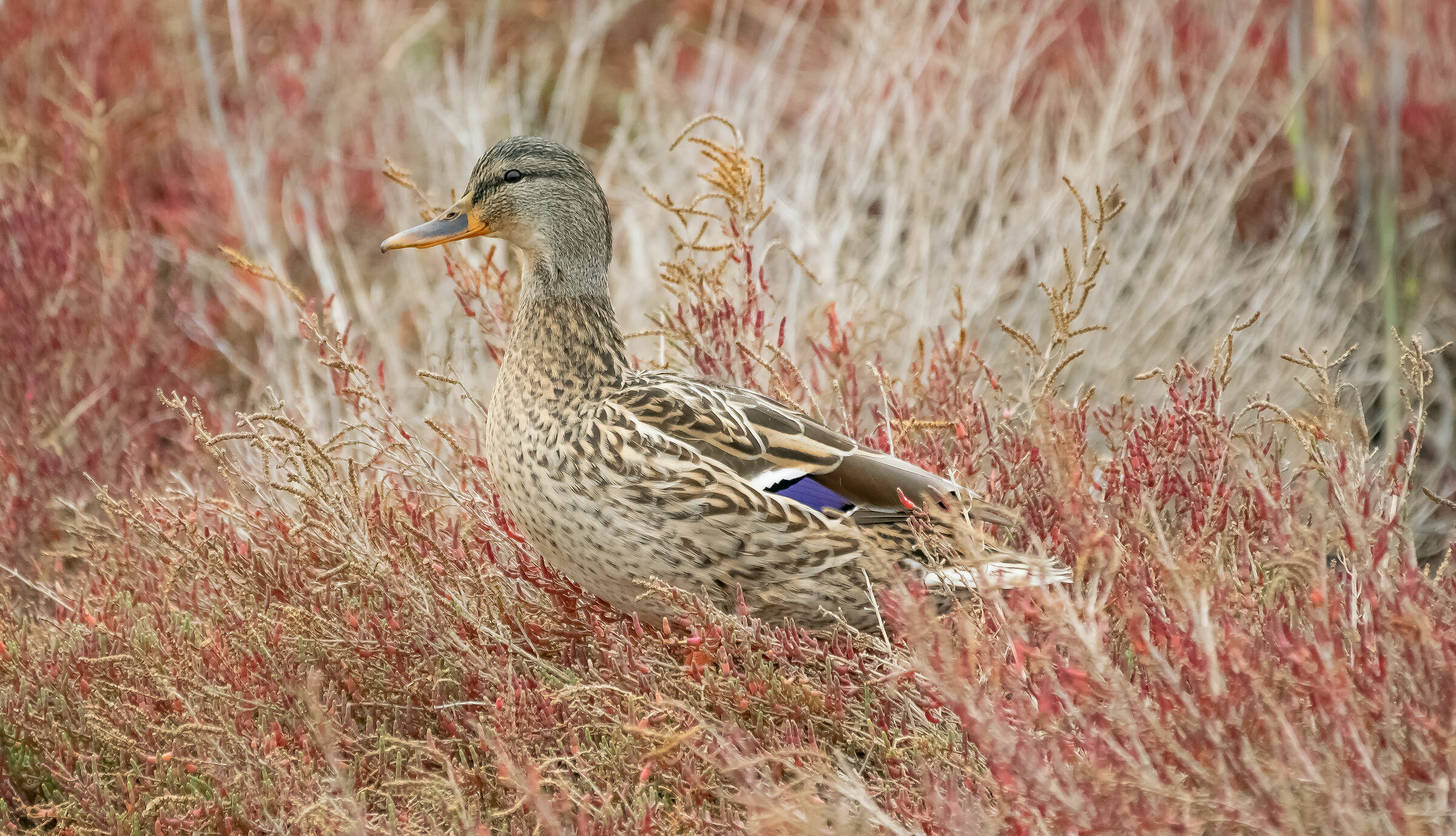 The Royal German (Anas platyrhynchos Linnaeus, 1758) F