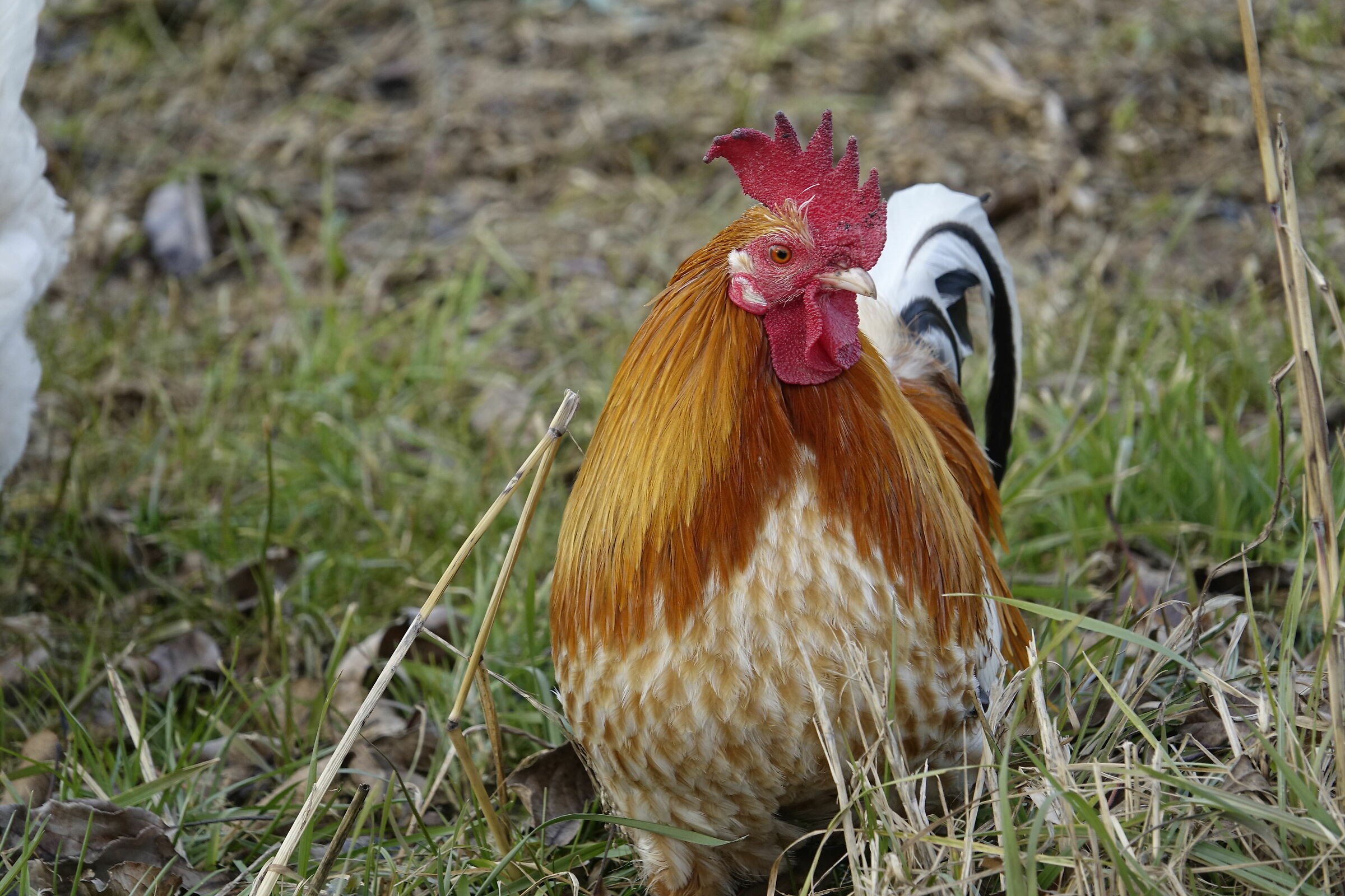 avi-fauna.... very local.....