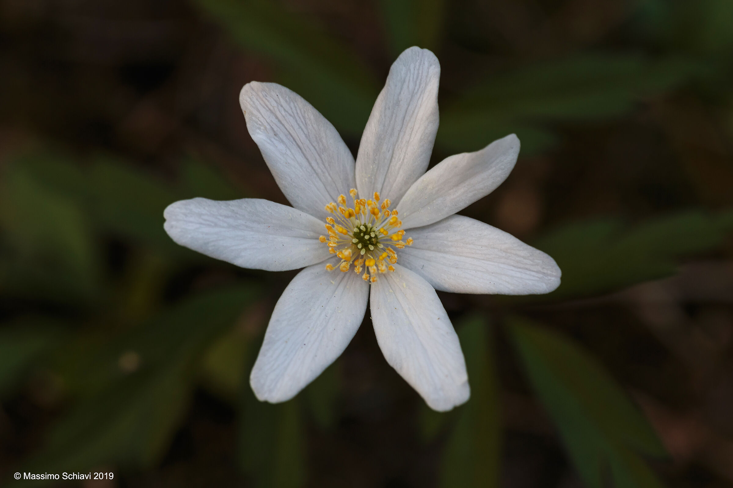 Anemonoides nemorosa L. - Anemone dei boschi.