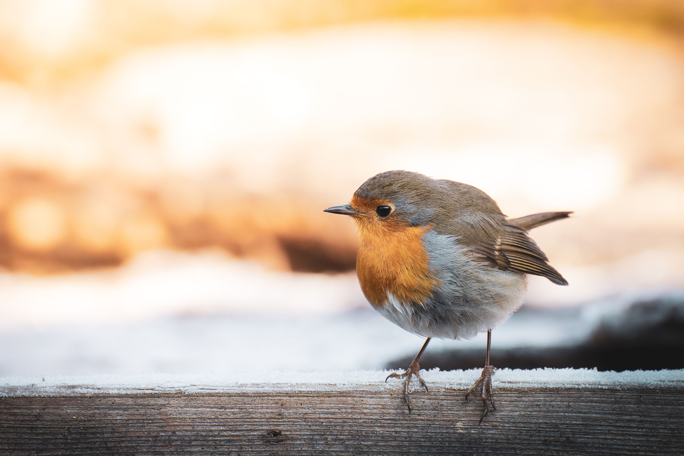 Robin in a winter morning