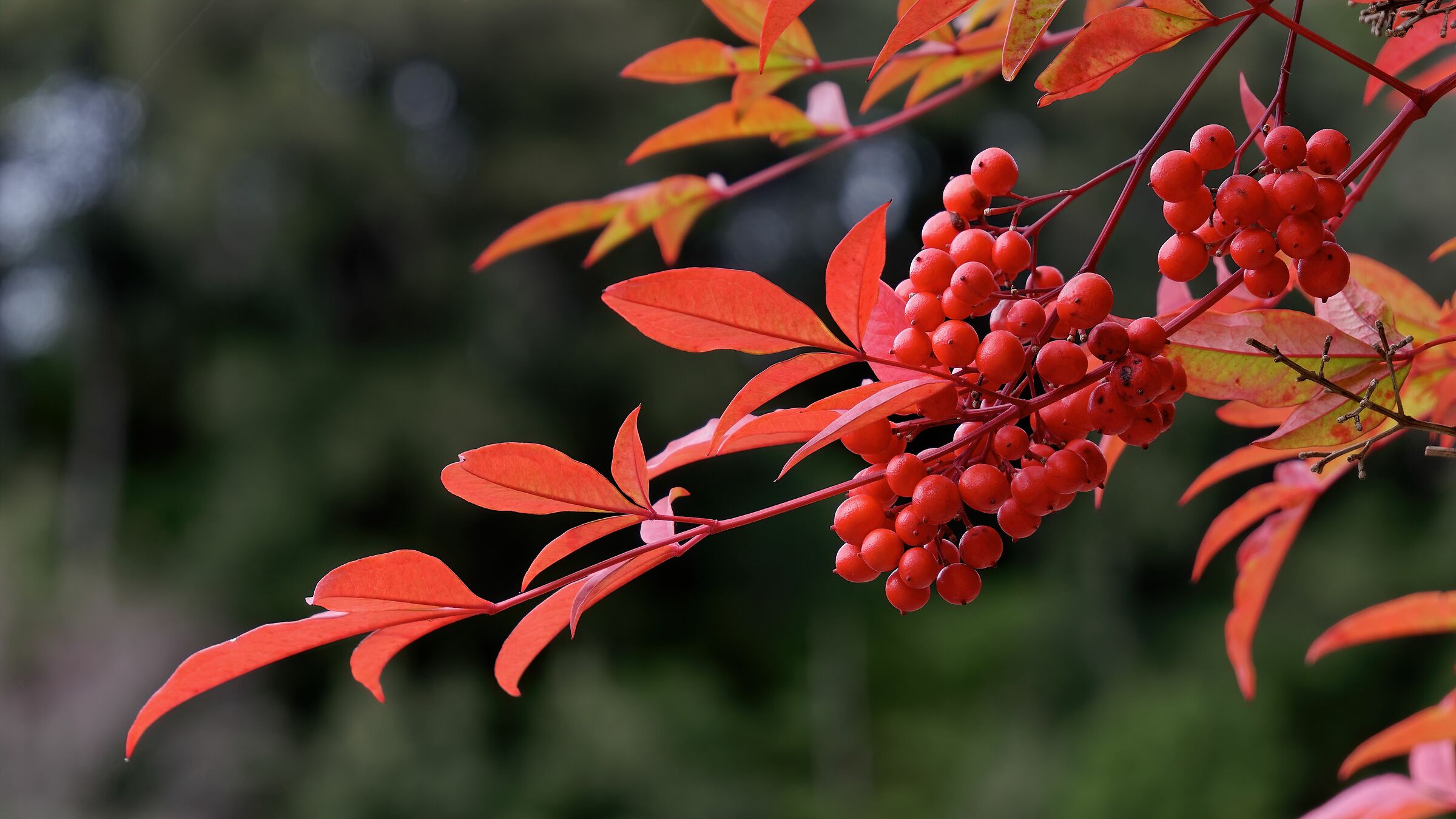 Domestic Nandina