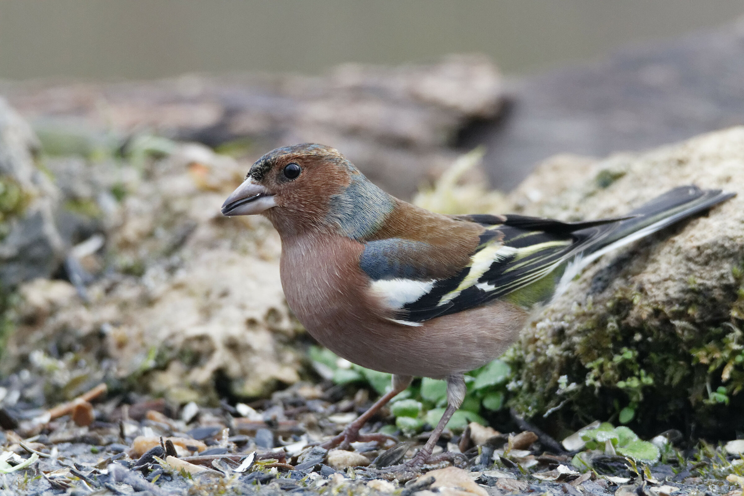 Chaffinch