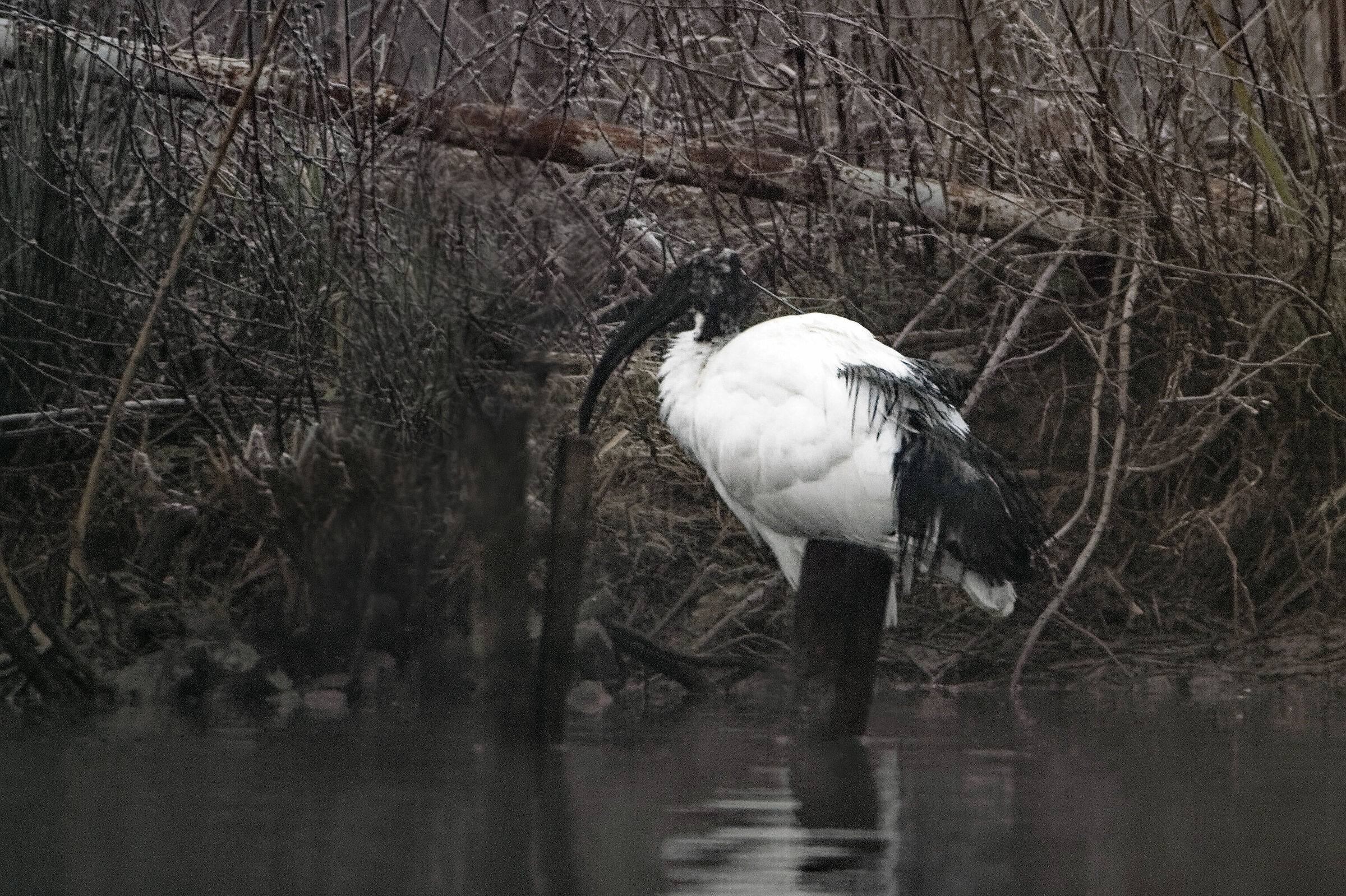 MIGNATTAIO, FAR AWAY...