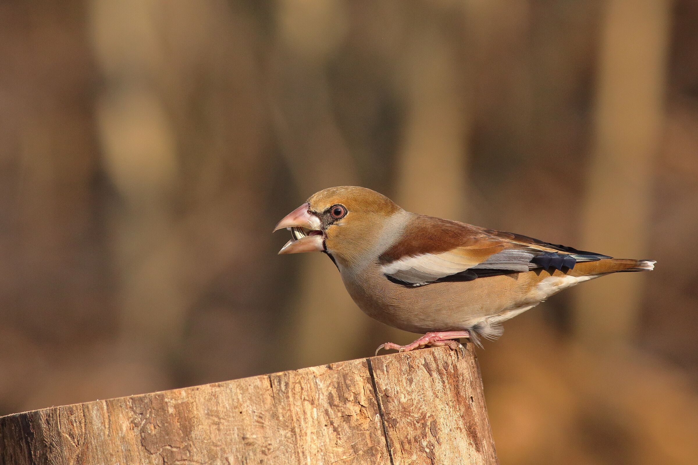 frosone Coccothraustes coccothraustes