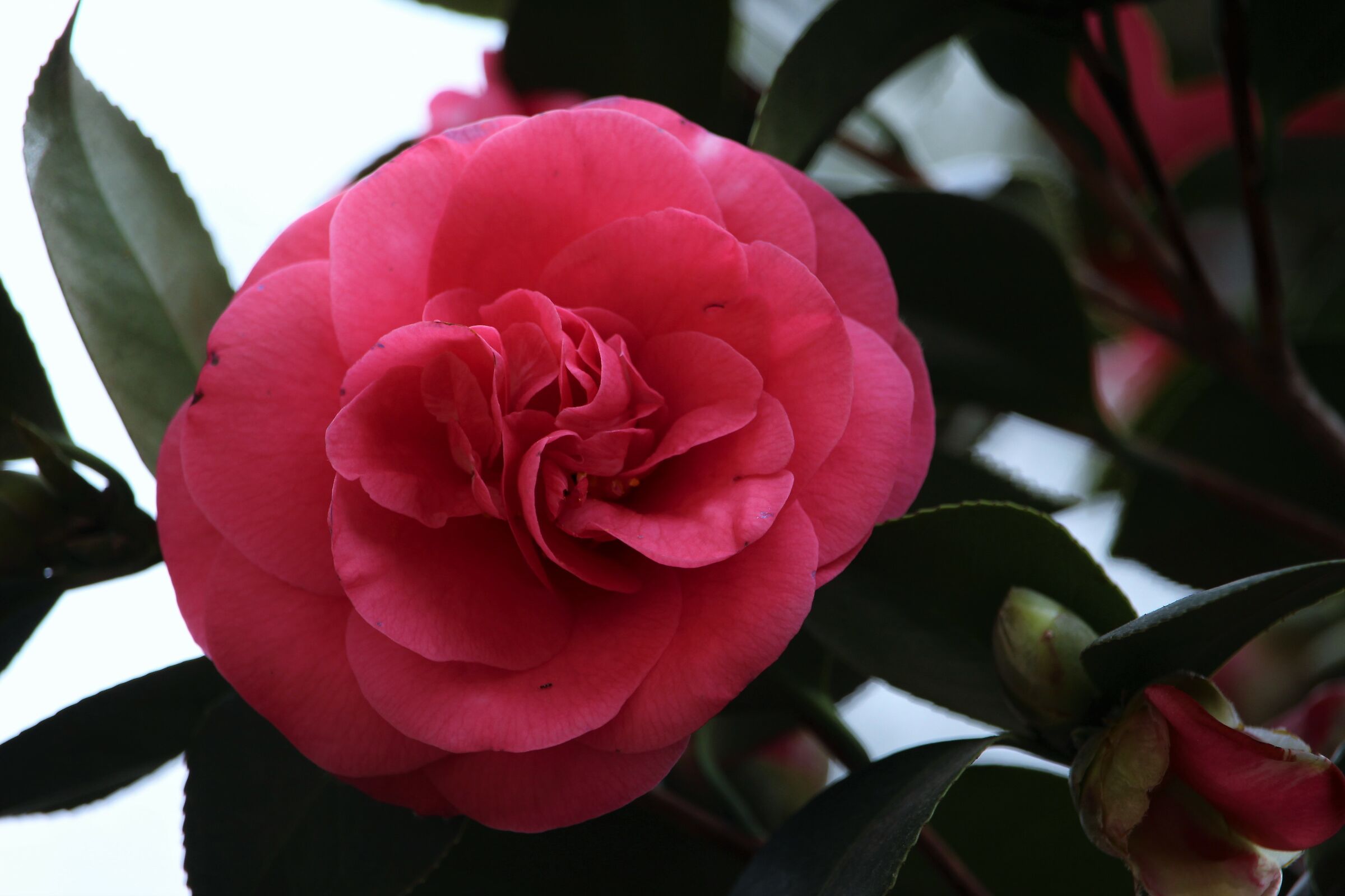 camelia