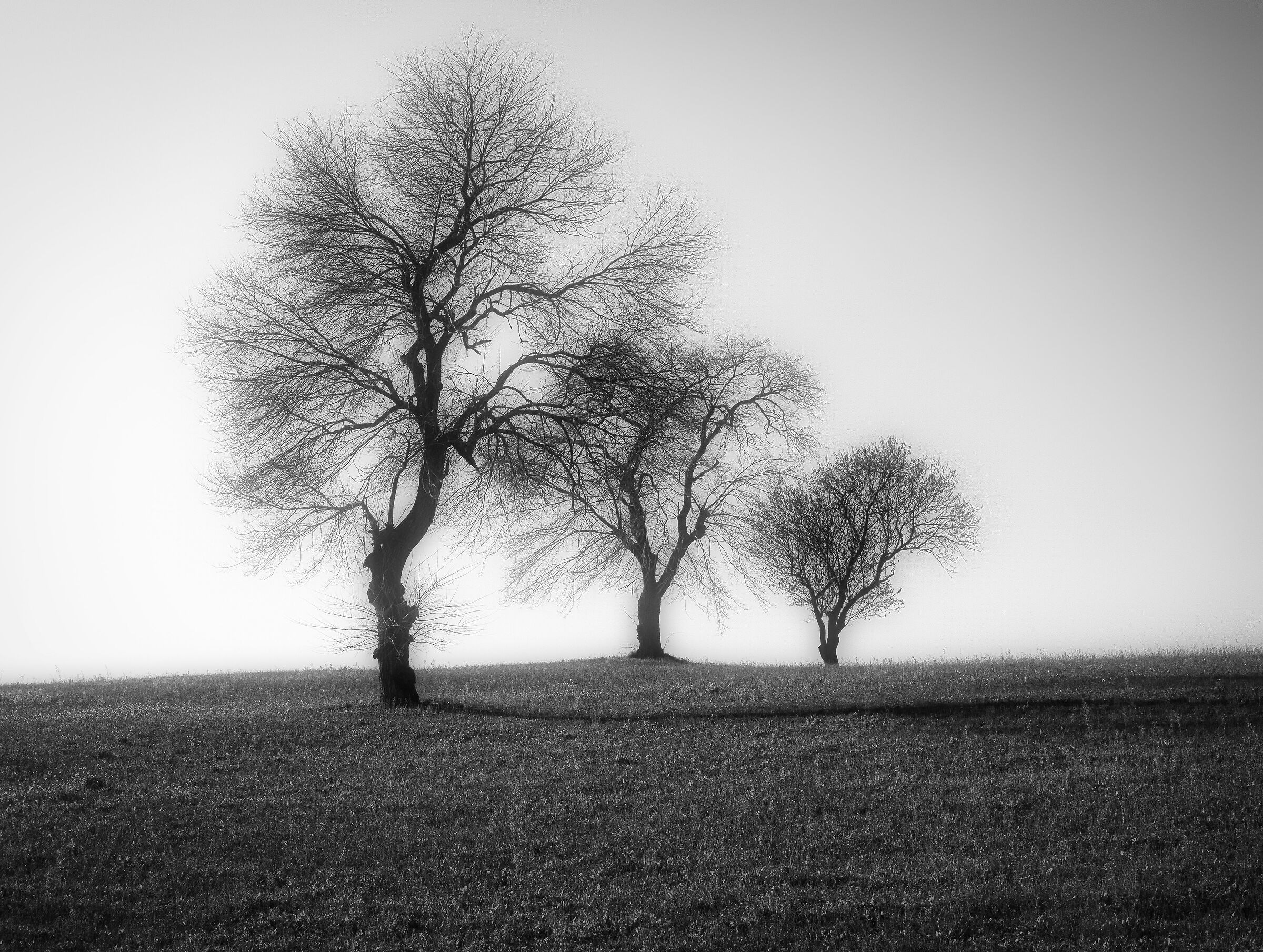 Minimal trees