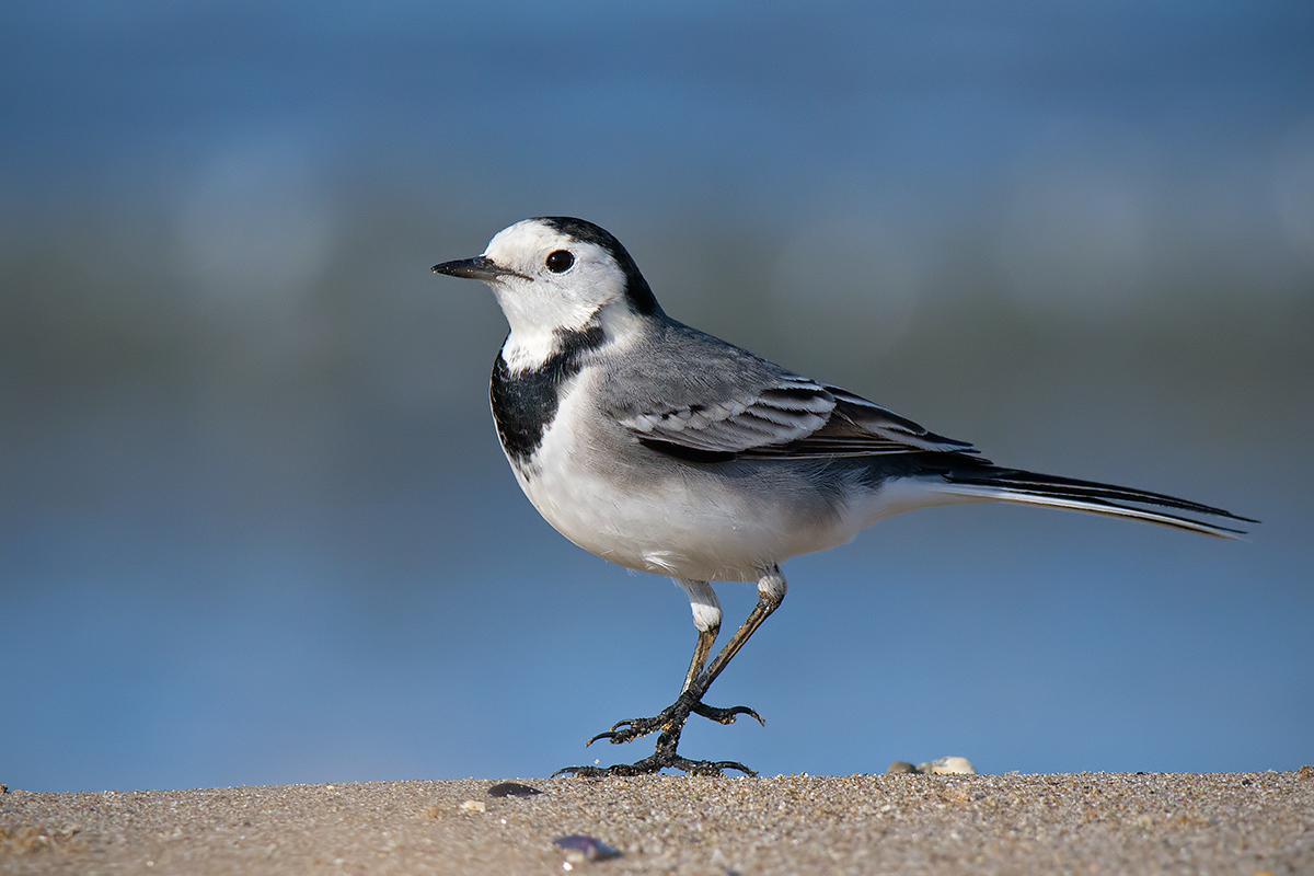 White dancer on the shoreline