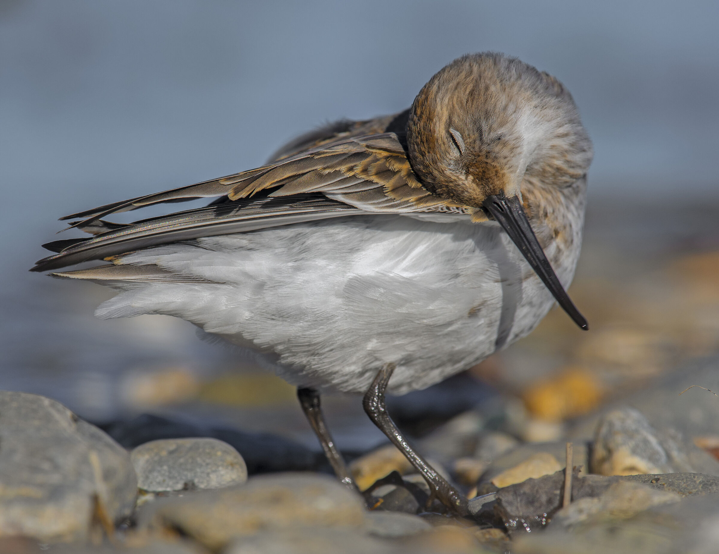 Piovanello pancianera