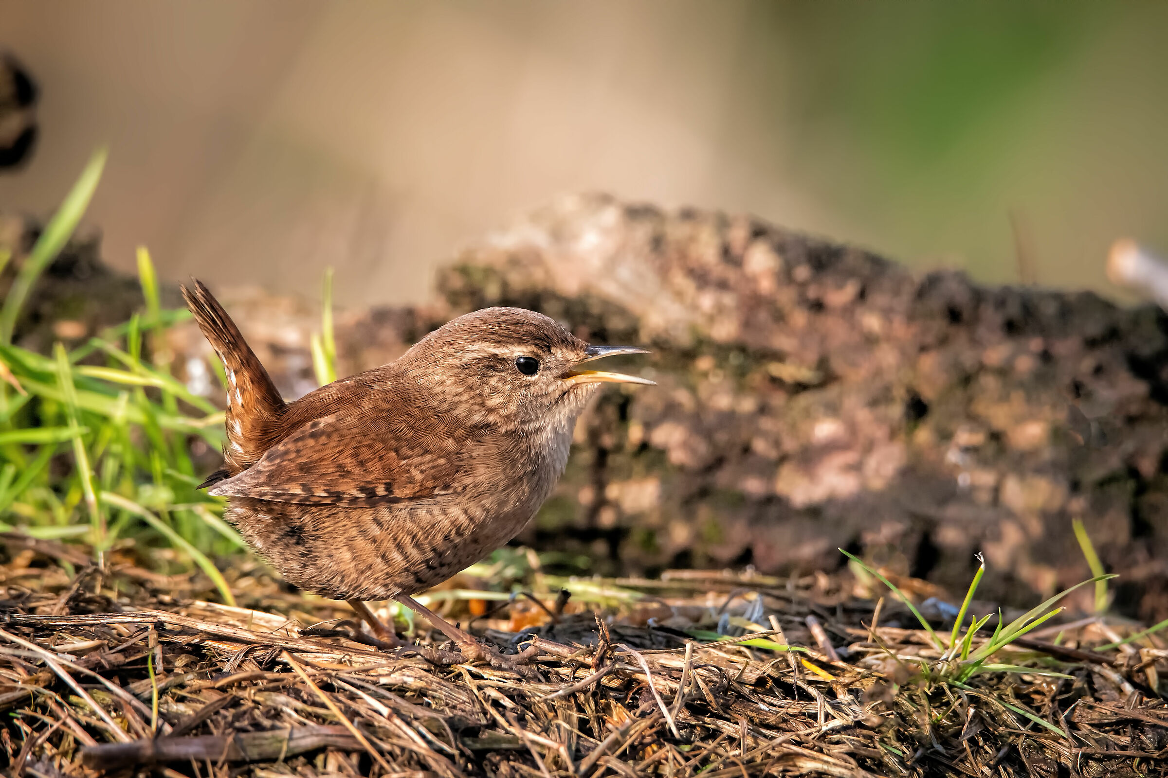 #capannodicora scricial