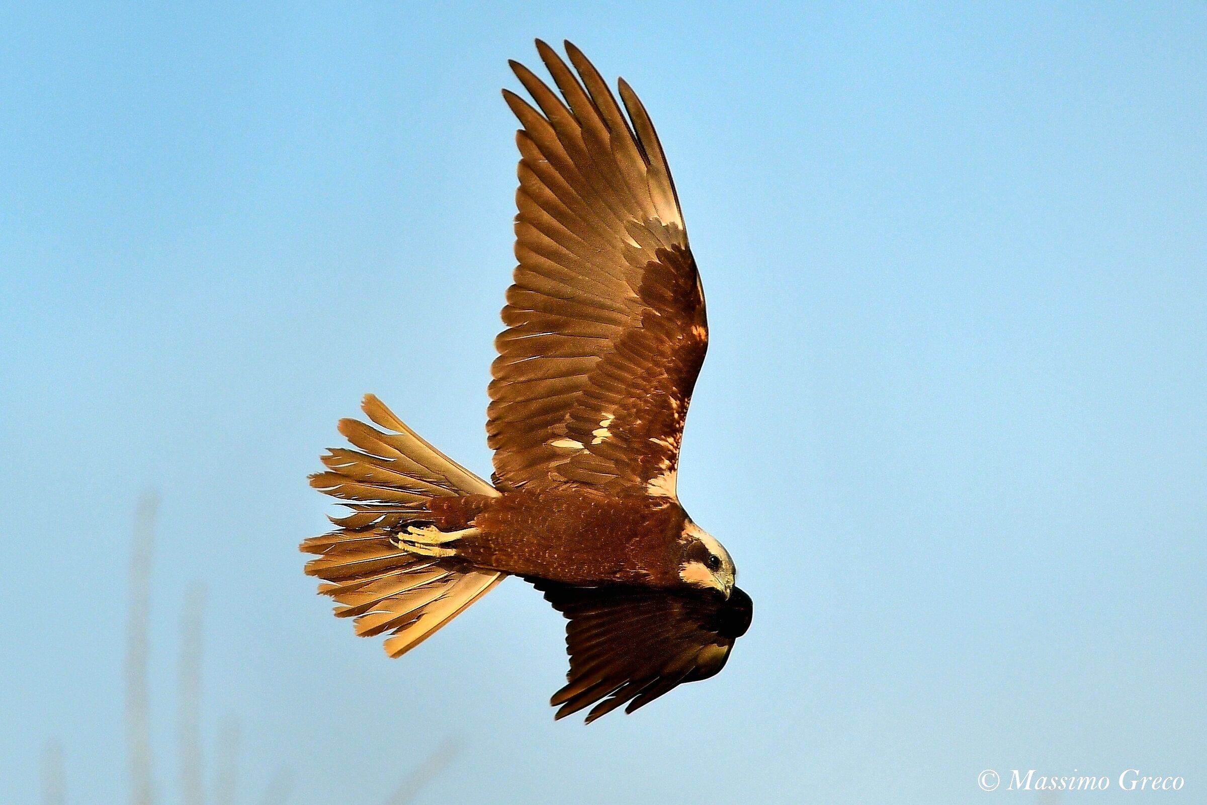 Swamp Hawk (Circus aeruginosus)
