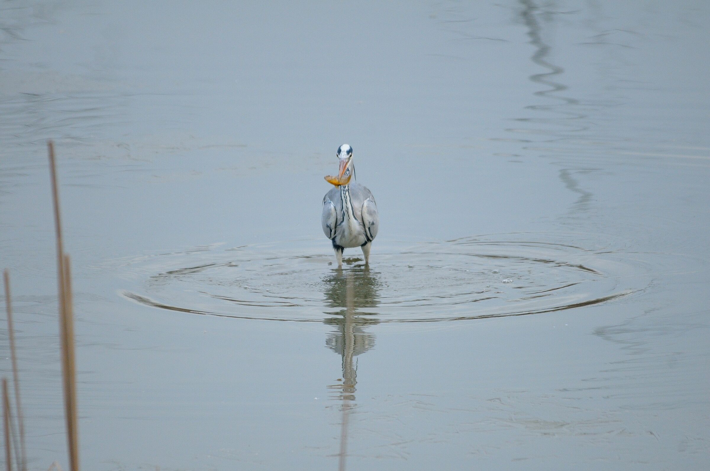 The ai-ron man (Oasi Lipu)