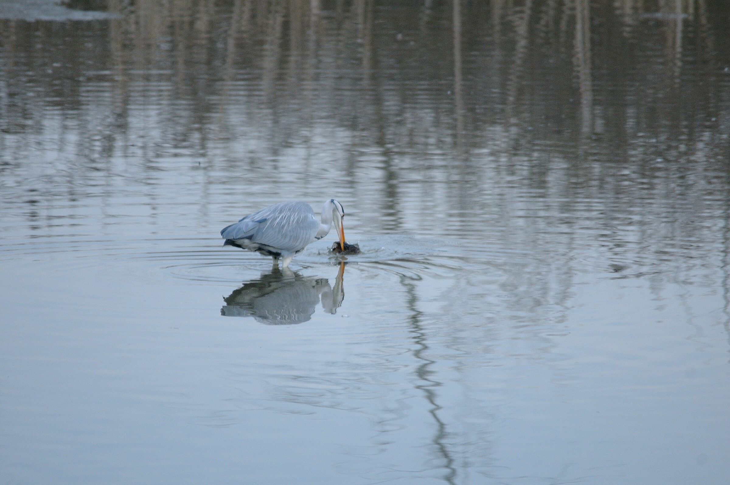 Sequenza airone Vs. gamberone 1