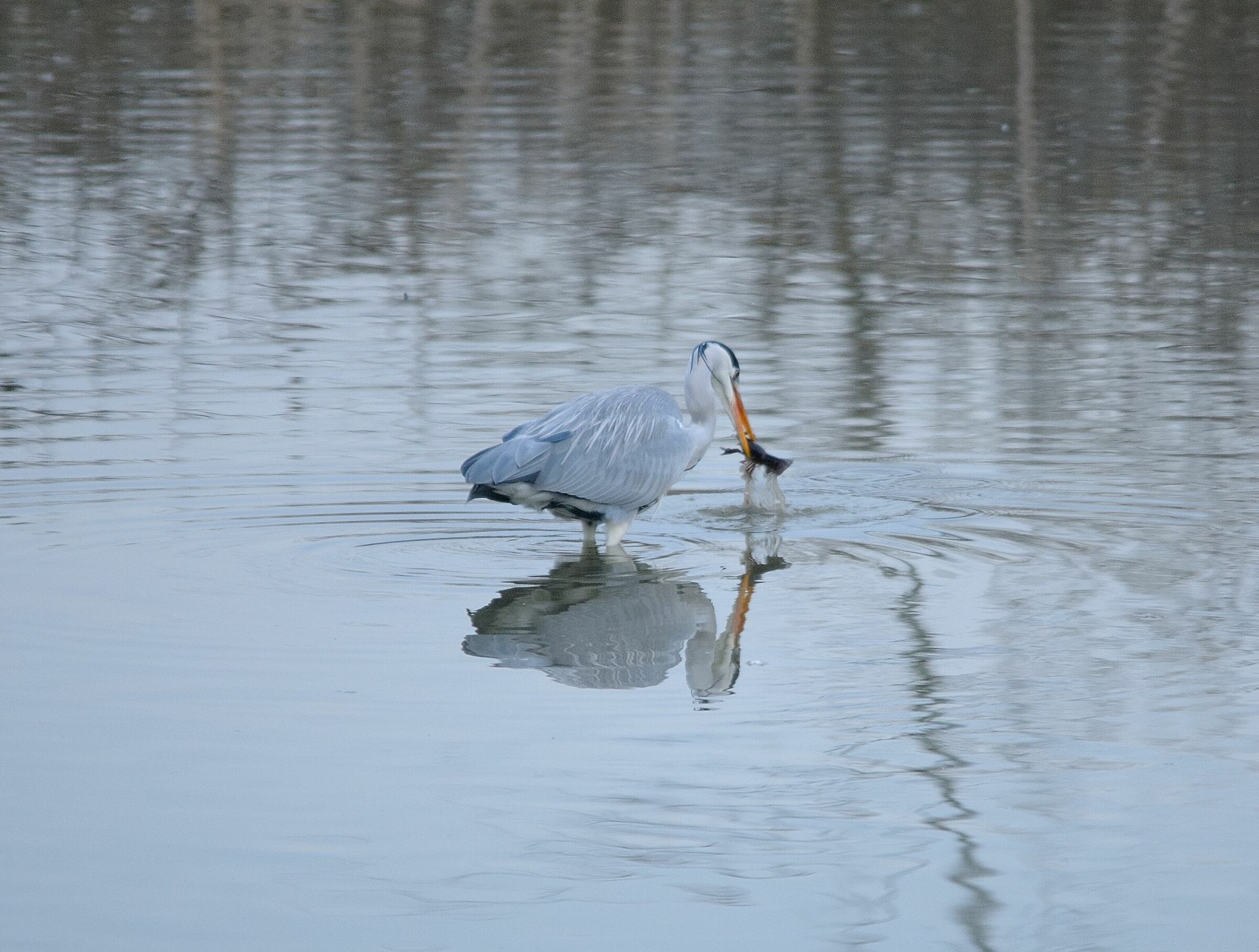 Sequenza airone Vs. gamberone 2