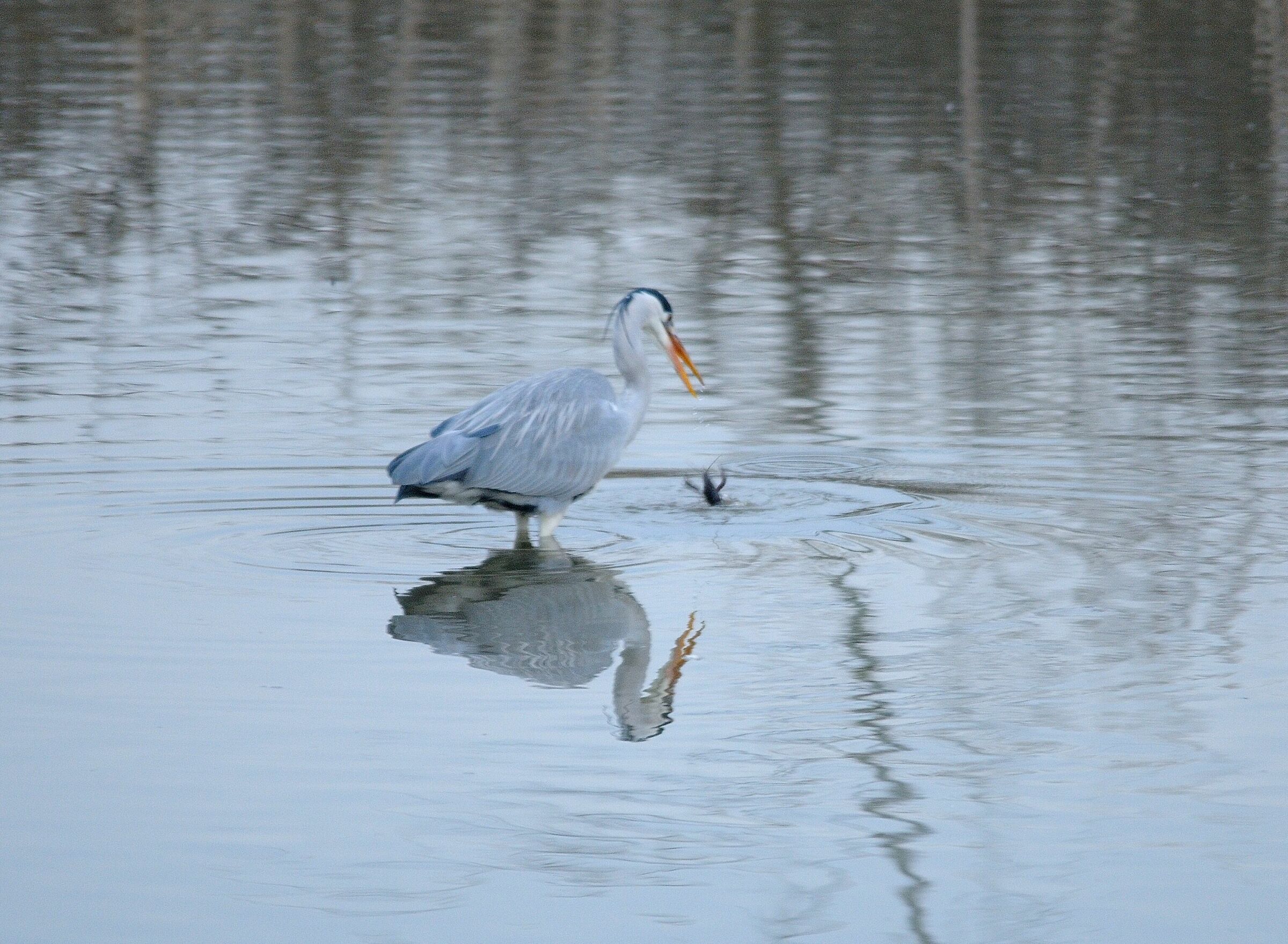 Sequenza airone Vs. gamberone 3