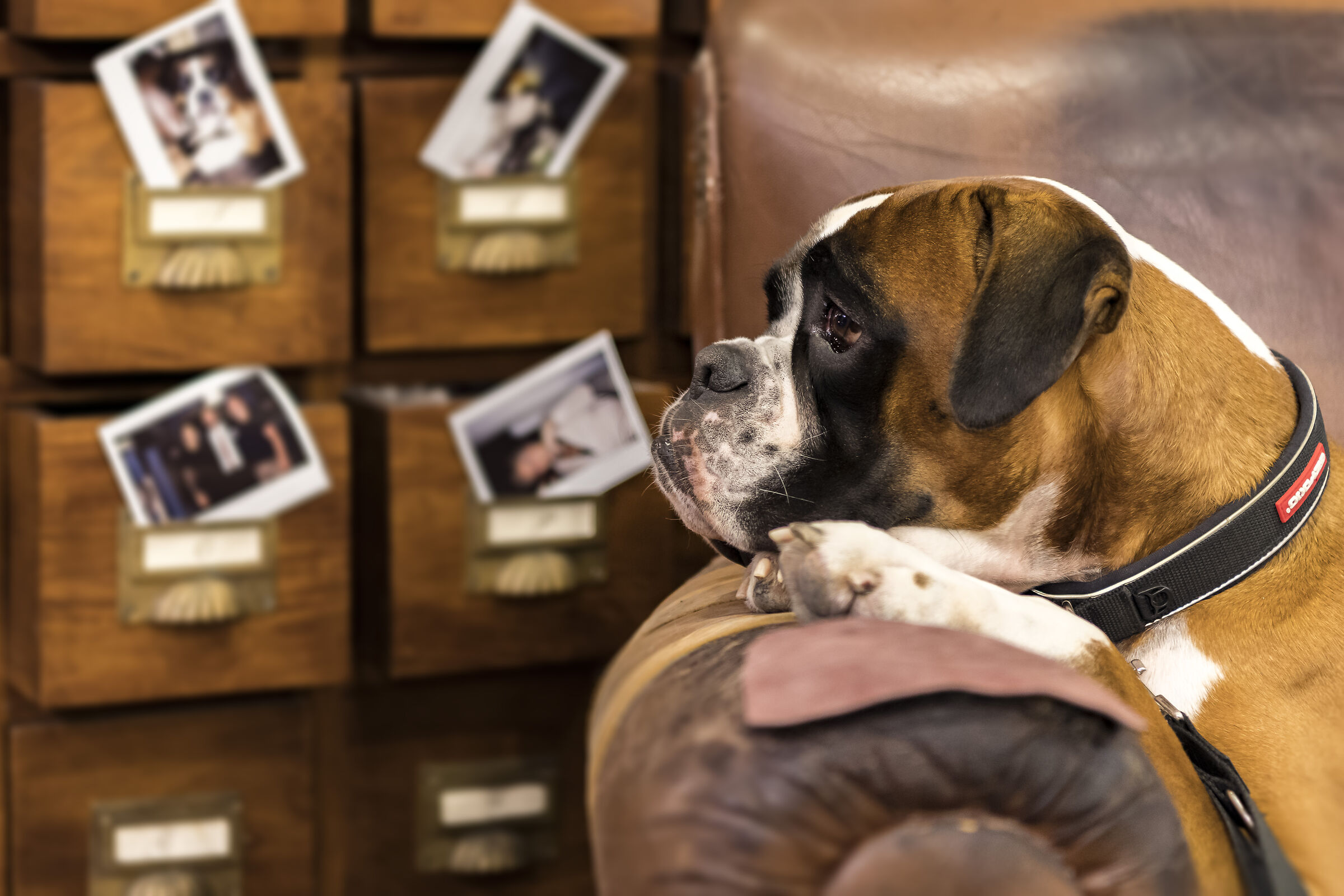 Blanchard's dog 1