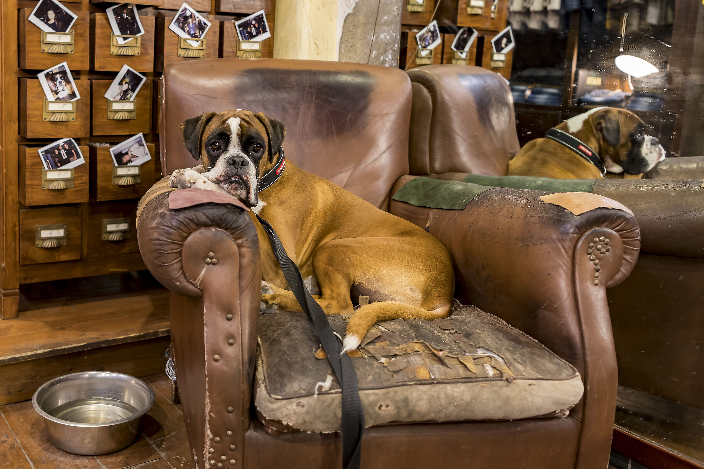 Blanchard's dog 2