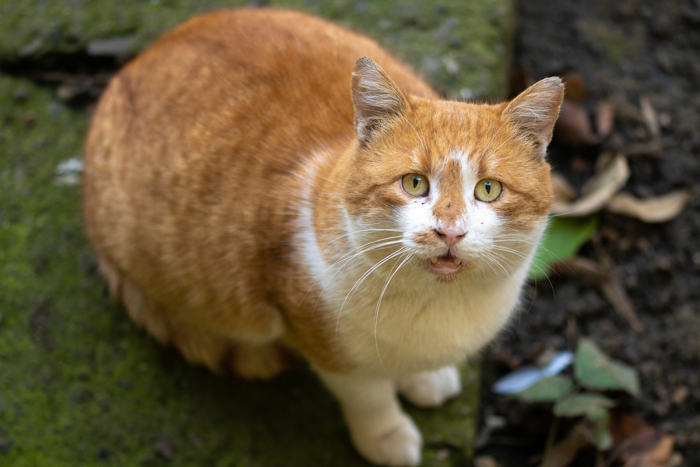 Il richiedente del cibo