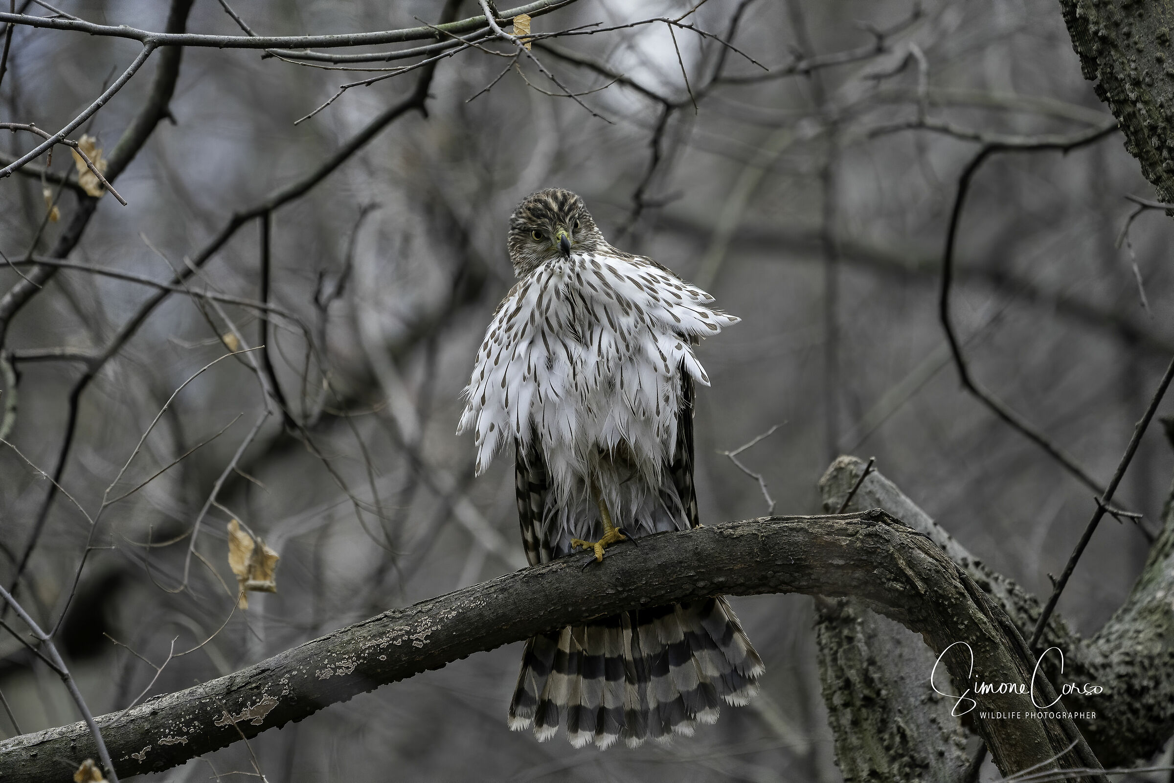 Cooper Hack e le sue piume